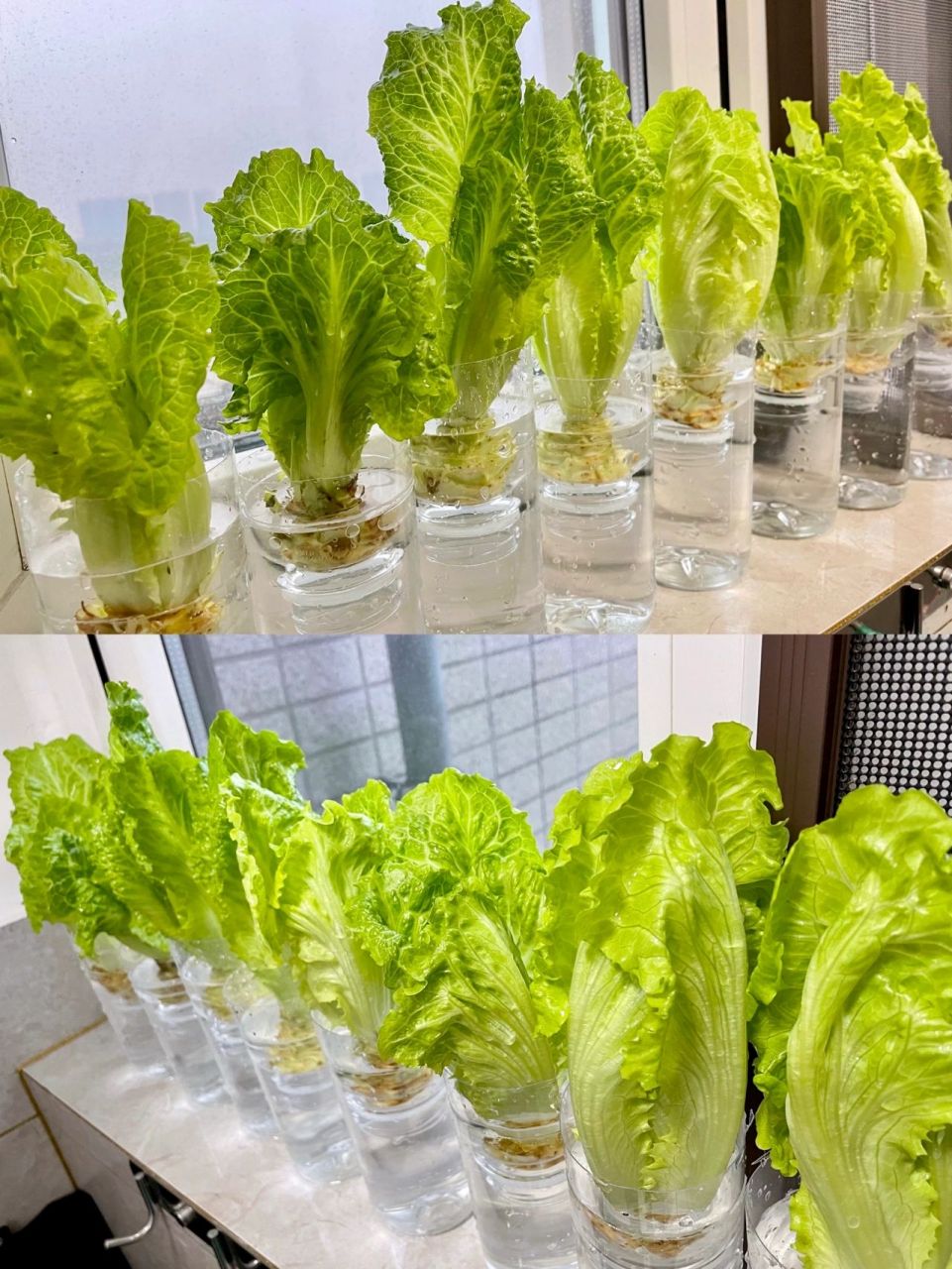 四川一位屋主,坚持用矿泉水瓶"种菜",干净卫生又好看,忍不住给大家晒