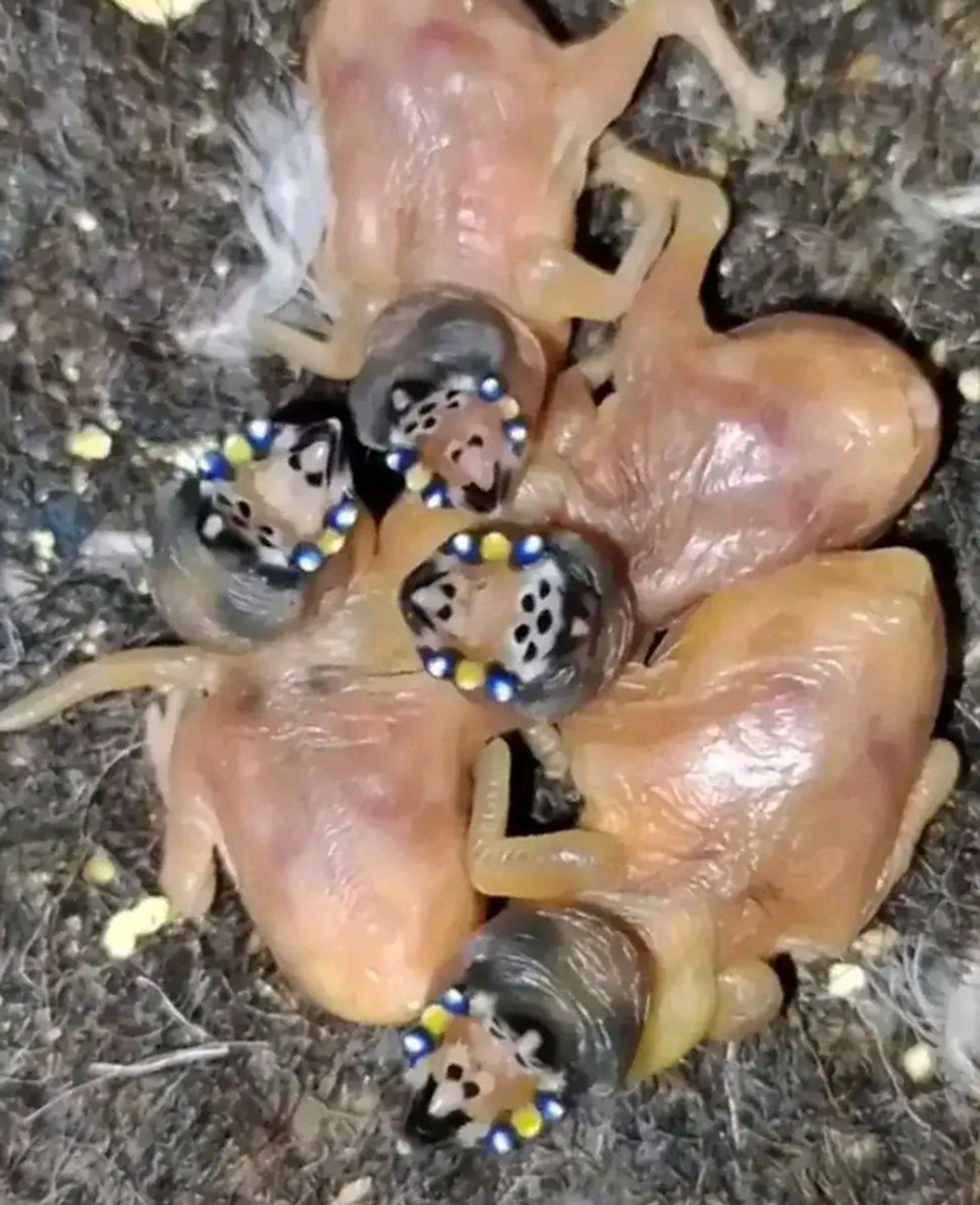 这是什么鸟?看着好恶心啊!