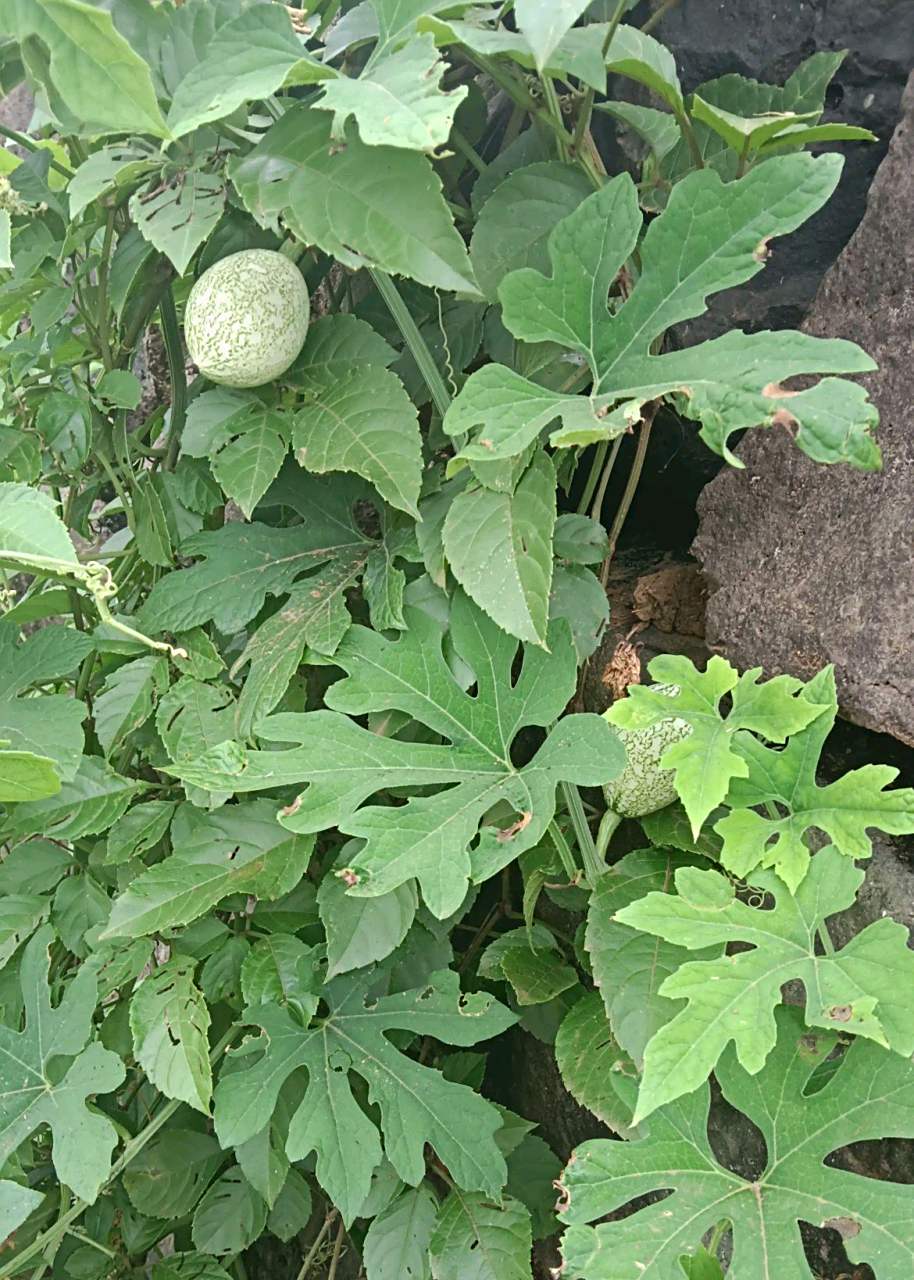 网友:今天给菜浇水的时候,看见路边有一株野生苦瓜.