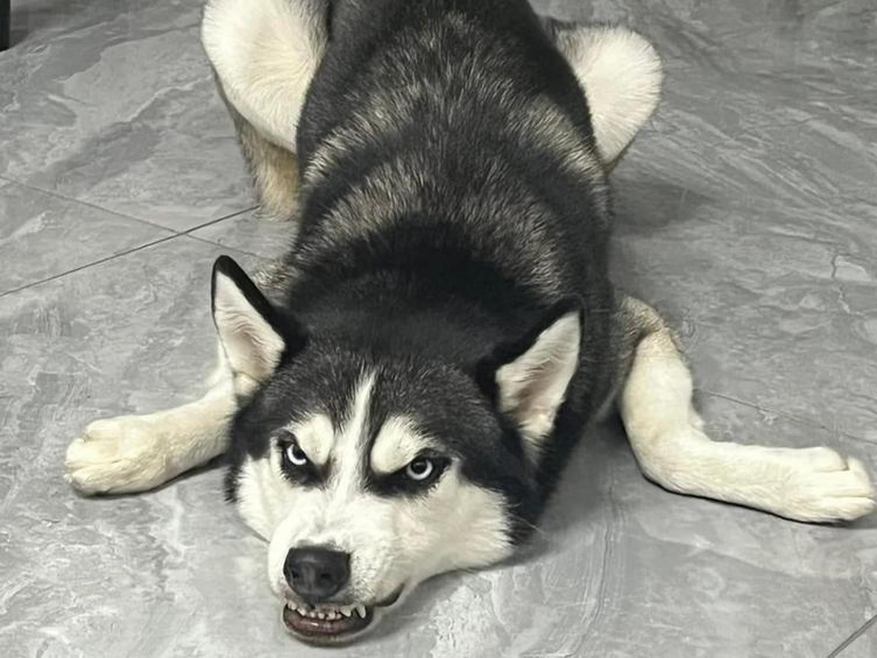 没事就喜欢装大尾巴狼