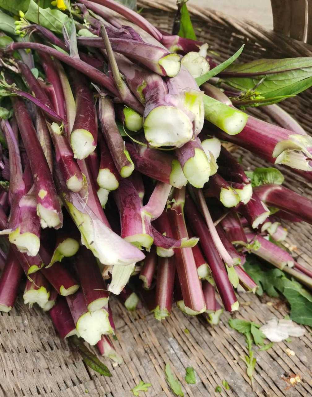 红菜苔长得太快了,餐餐吃也吃不完.