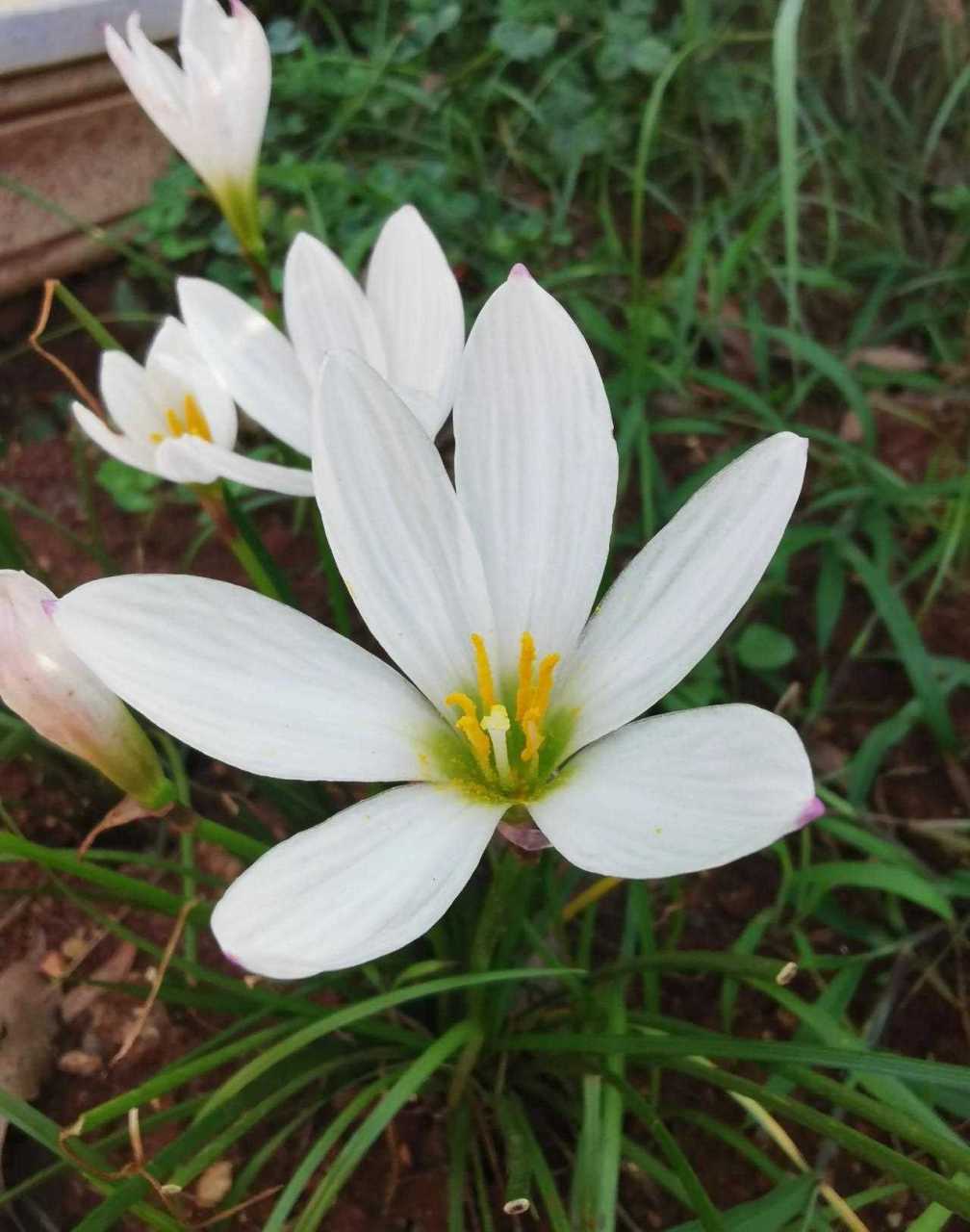 我种的白色风雨兰现在开得正好,洁白素雅.