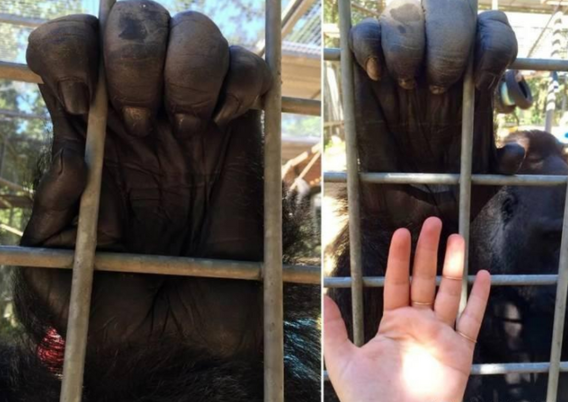 大猩猩的手掌与人类手掌的对比,只有近距离对比才能发现大猩猩身形是