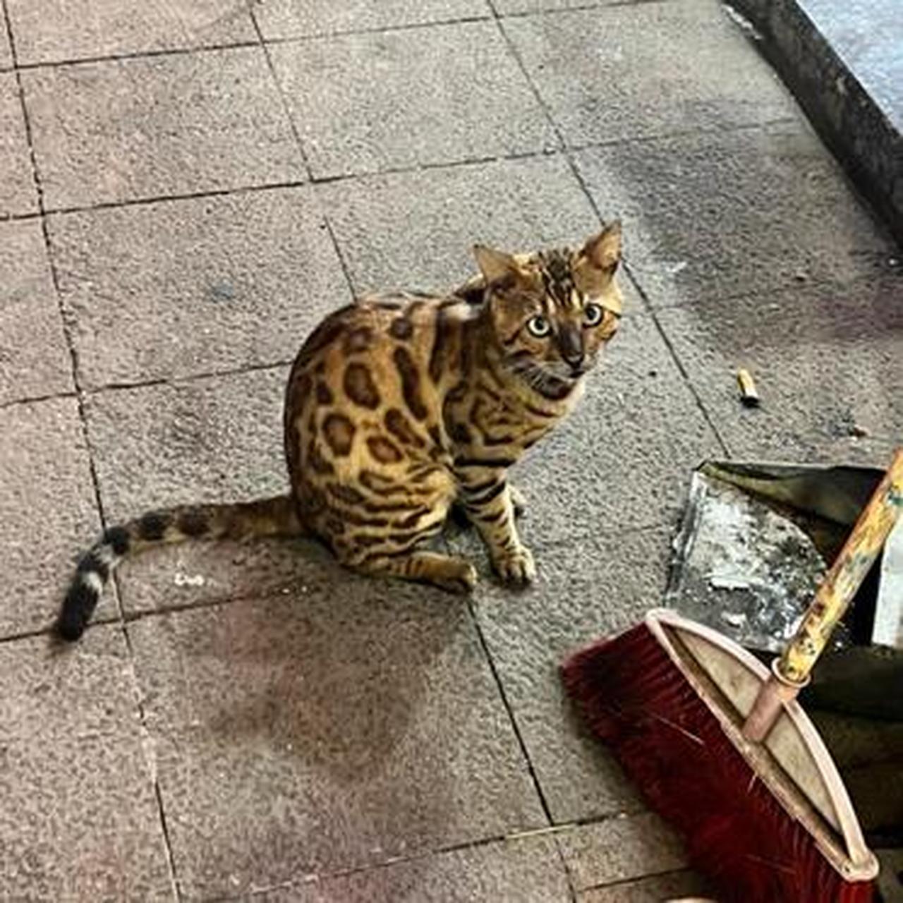 穿着一身小豹纹的流浪猫,能带回家养吗?