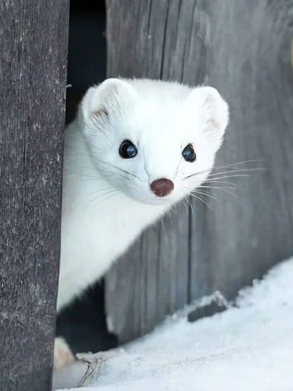 名称:雪貂(mustela pulourius furo) 别名:林鼬地中海亚种,地中海雪貂