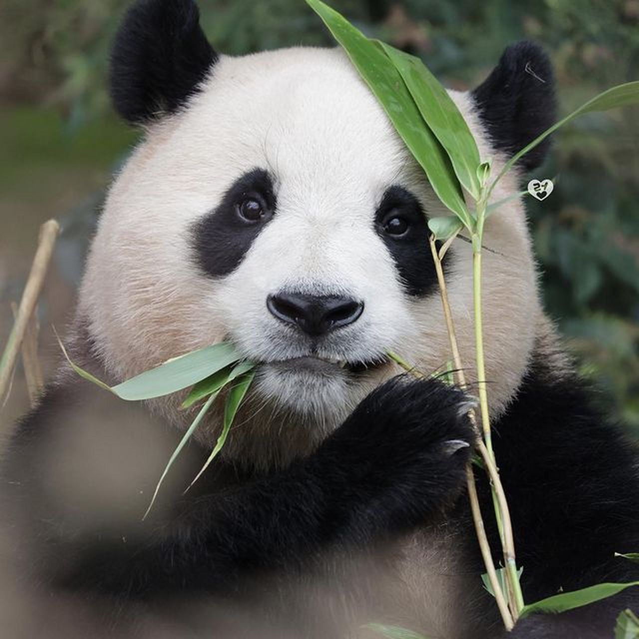 又甜又可爱的福宝  202309   cr.