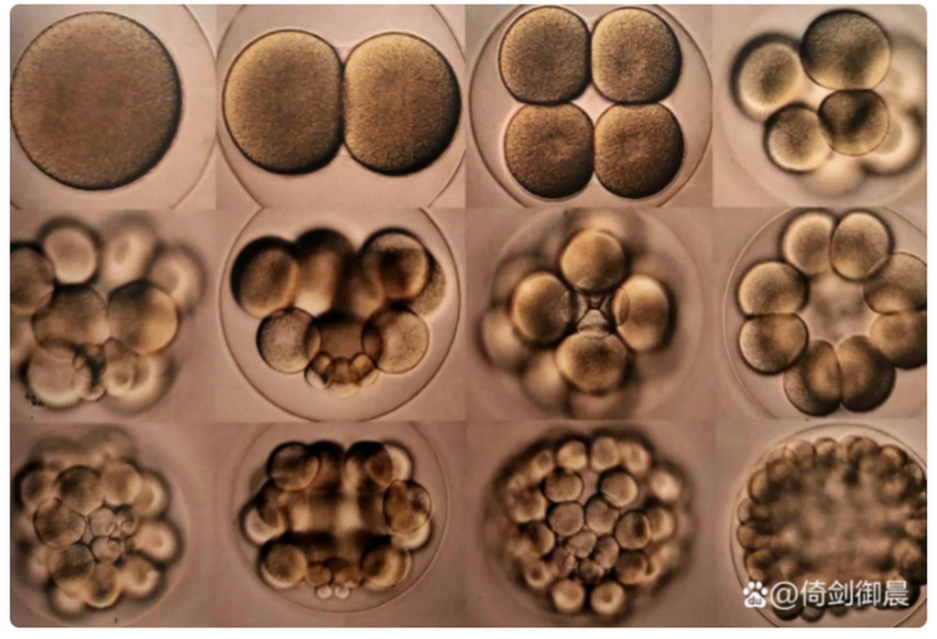 这张图片展示了一种棘皮动物,即扁平盾海胆从单细胞分裂为具有108个