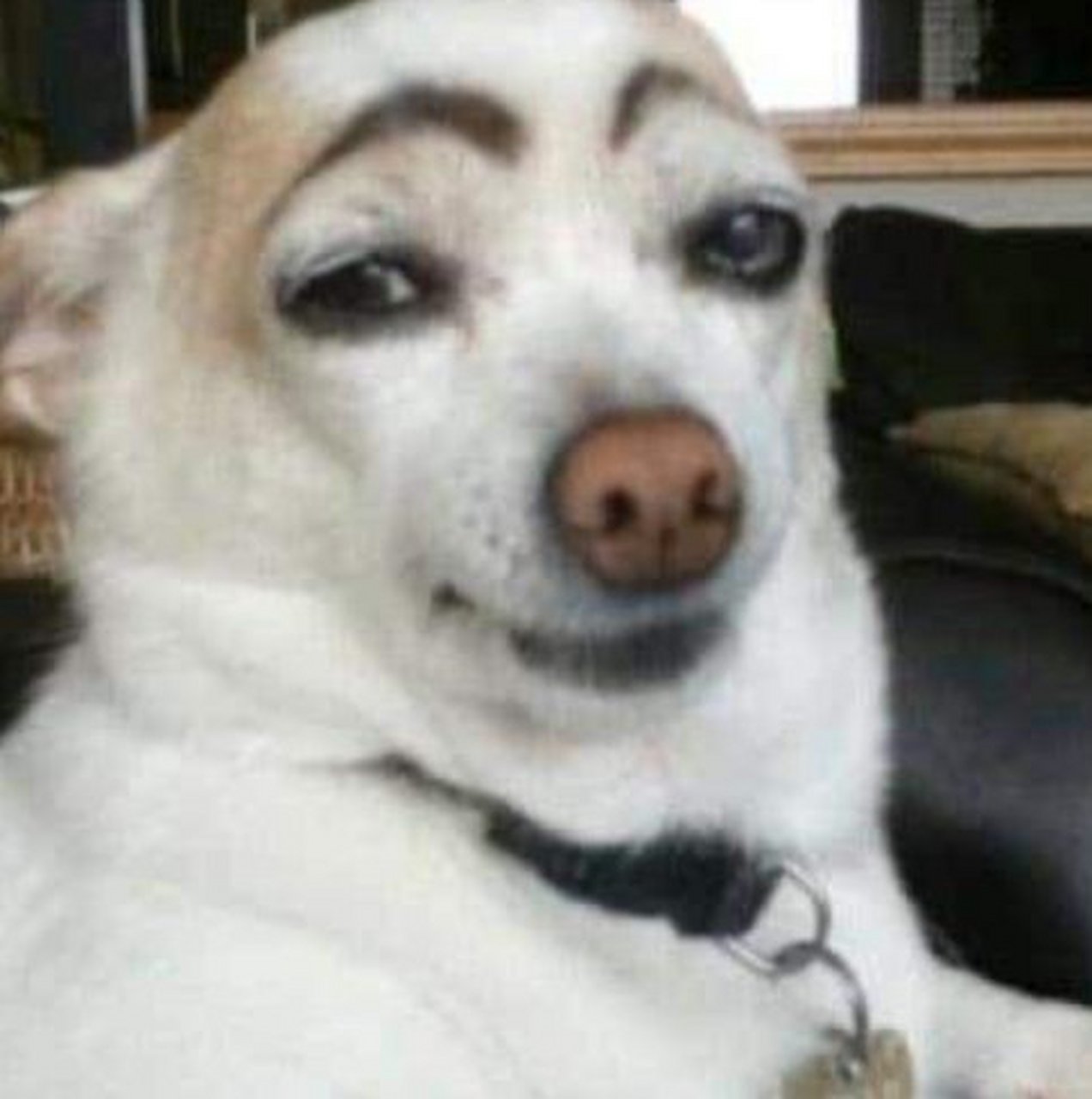 浅收集一些互联网表情比较丰富的狗狗 emmmm吉娃娃占比还蛮大   搞笑