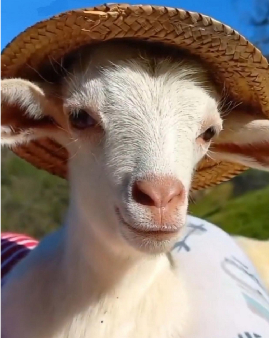 小羊眉清目秀,长得真"羊气".