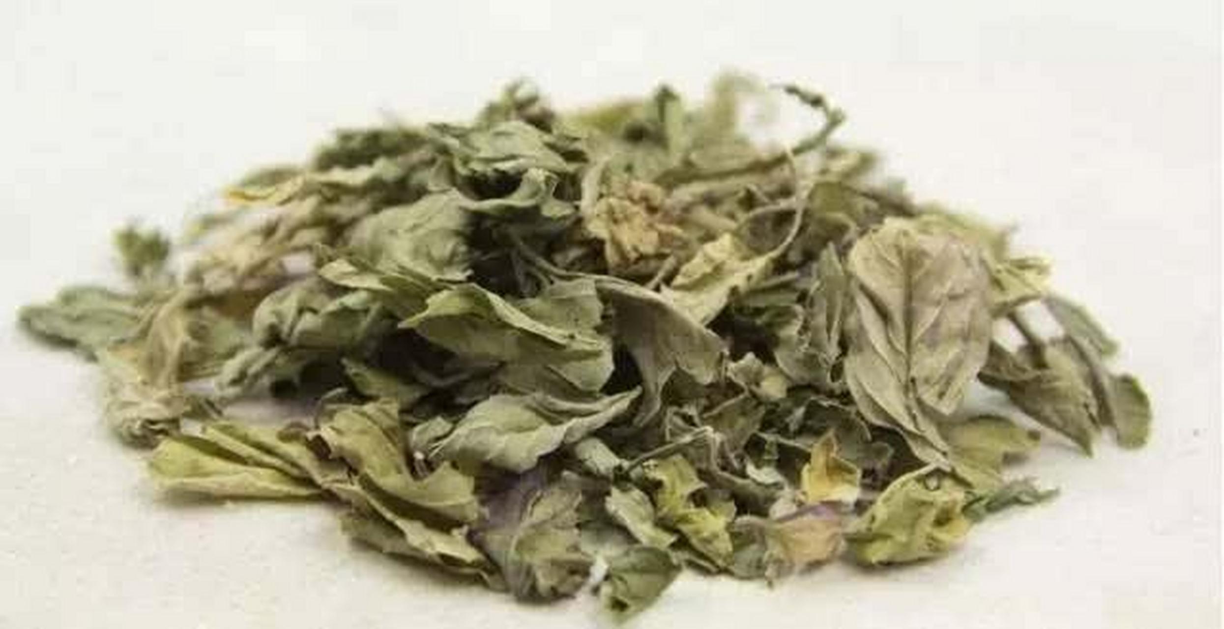 一天认识一味中草药——桑叶  【别名】铁扇子,蚕叶.