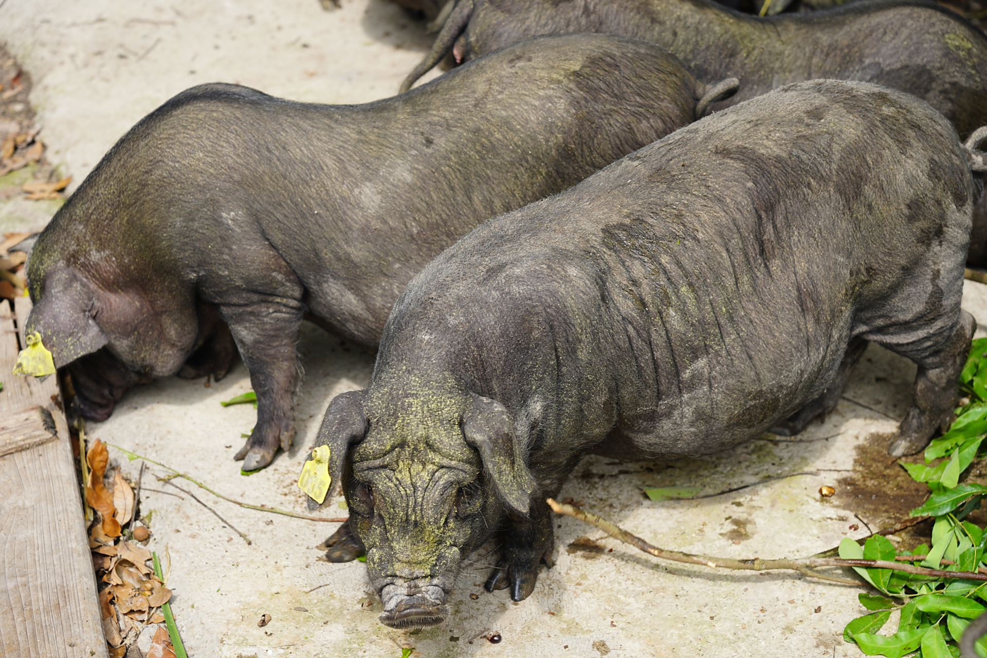 种植牧草养殖环江香猪#环江香猪