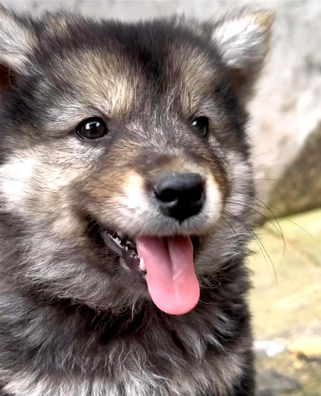 我的微笑能够治愈你的心灵,因为我是一只中华田园犬.