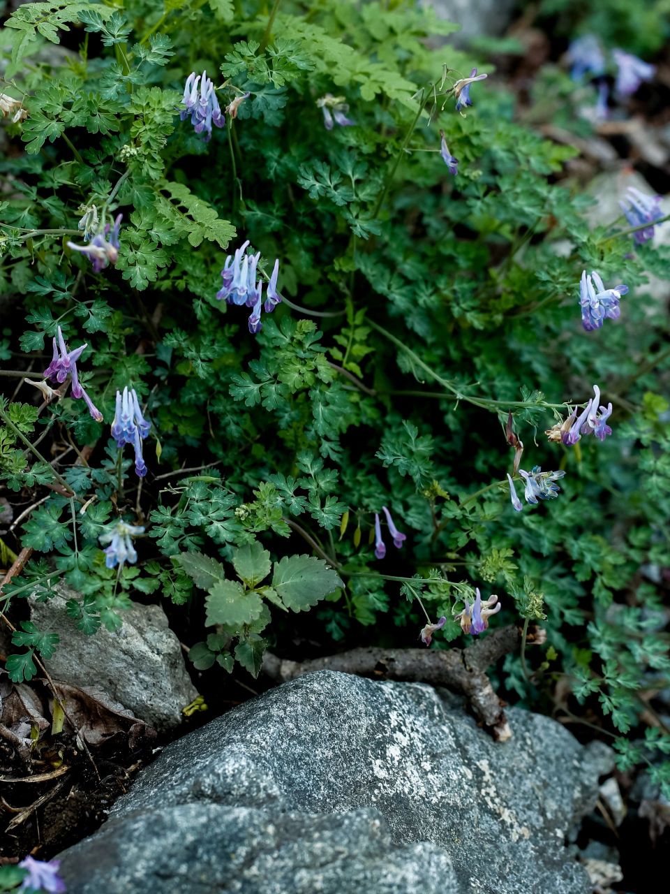 网友说,紫堇是一地一品种