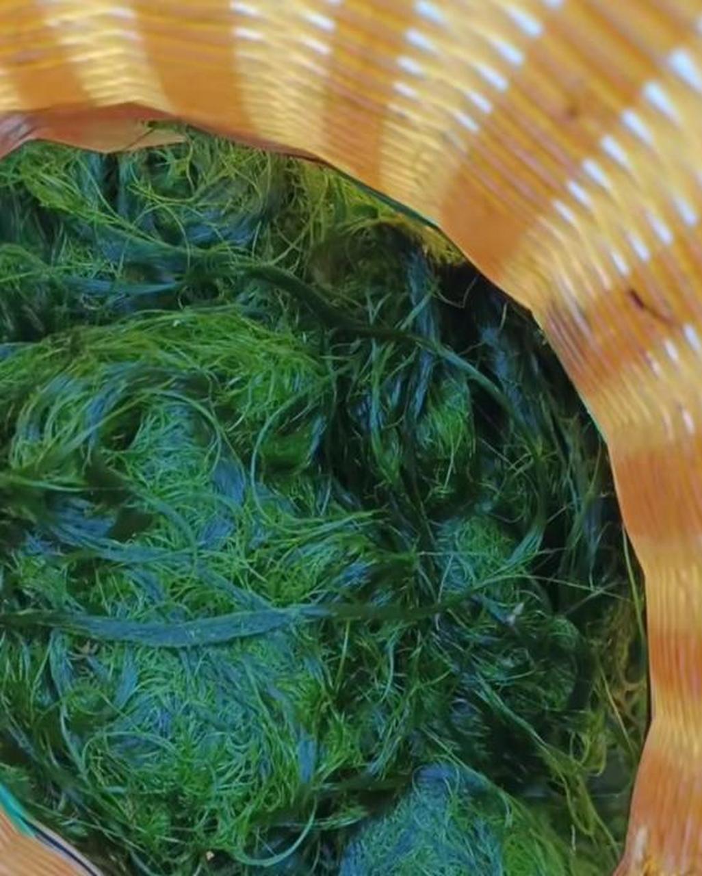 原来青苔也可以吃?头一回见有人吃这个!