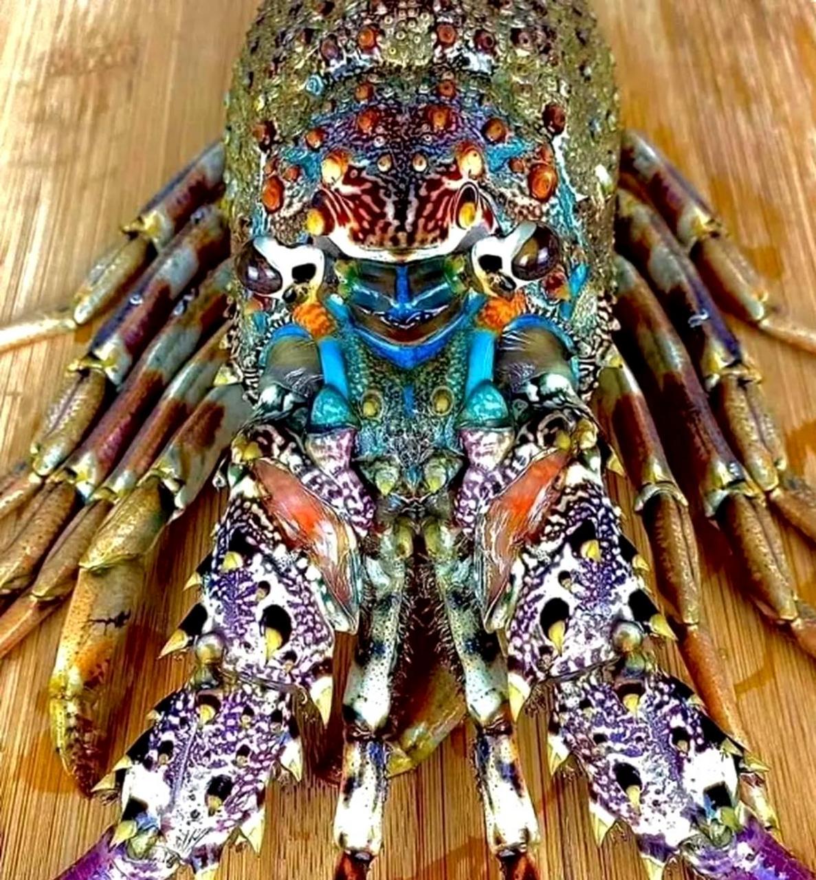 这只五彩斑斓的龙虾真是美不胜收.