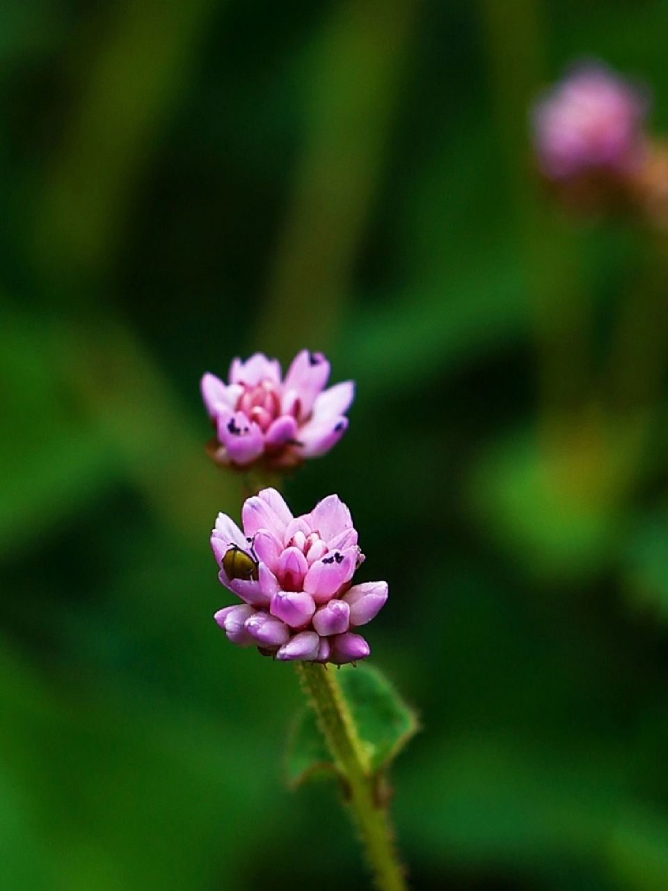 比如常见的羽叶蓼与尼泊尔蓼,只看花朵,从苞叶到花瓣花蕊数量都有不同