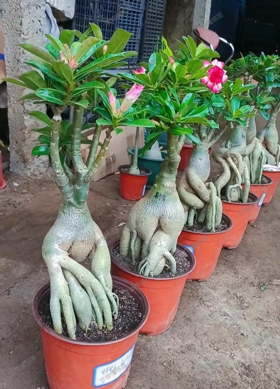 其实,这个造型就像是一棵小树苗,需要时间和耐心去呵护它.