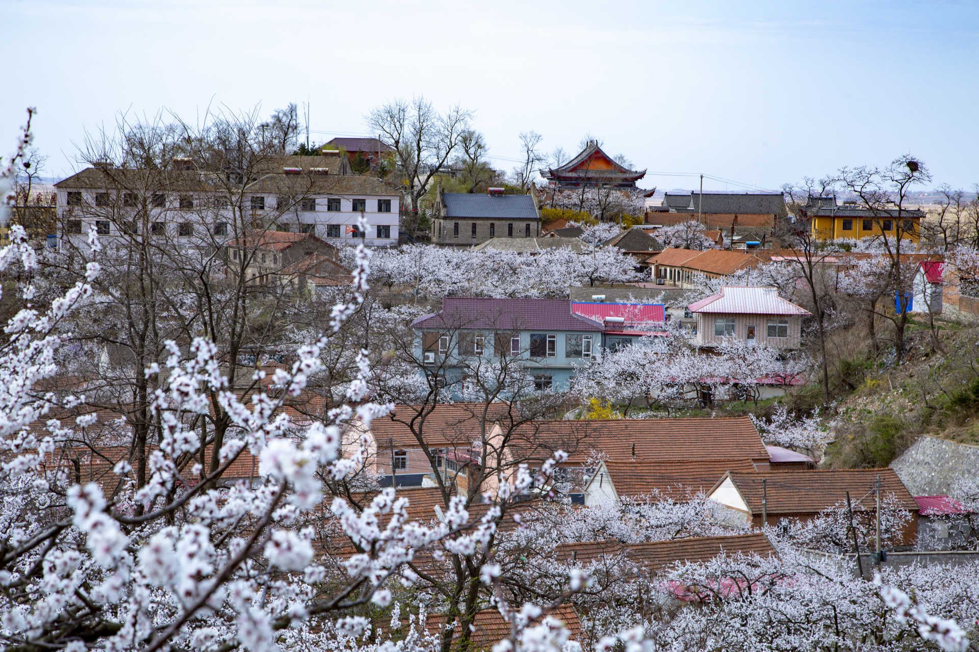 美好辽宁欢迎您##网红打卡地辽宁杠杠滴#大孤山杏花(张伟 摄)