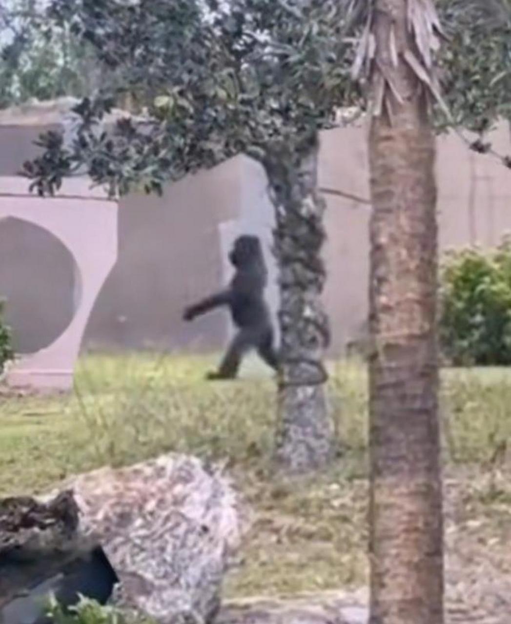 动物园黑猩猩直立行走,网友怀疑是人假扮!