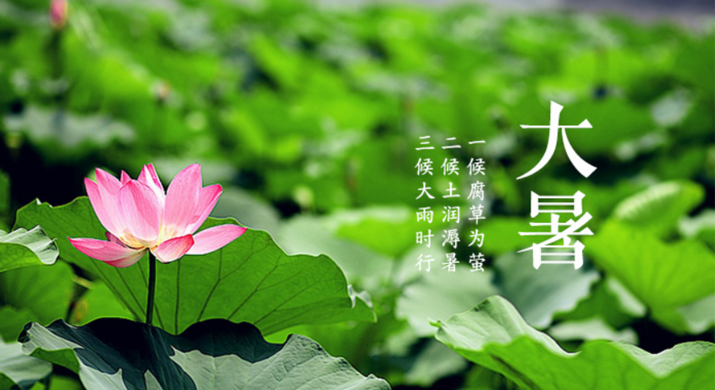 大暑是农历二十四节气之一,一年中最热的时期,也是夏天的最后一个节气