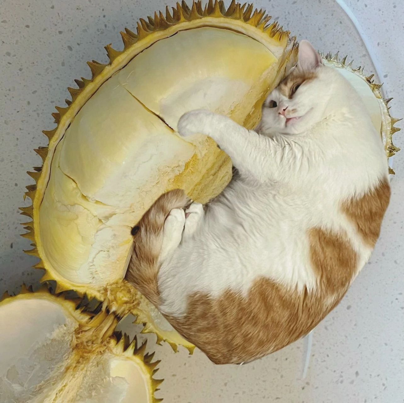 榴莲猫咪 最近沉迷看开榴莲,看到猫咪都是榴莲肉的形状