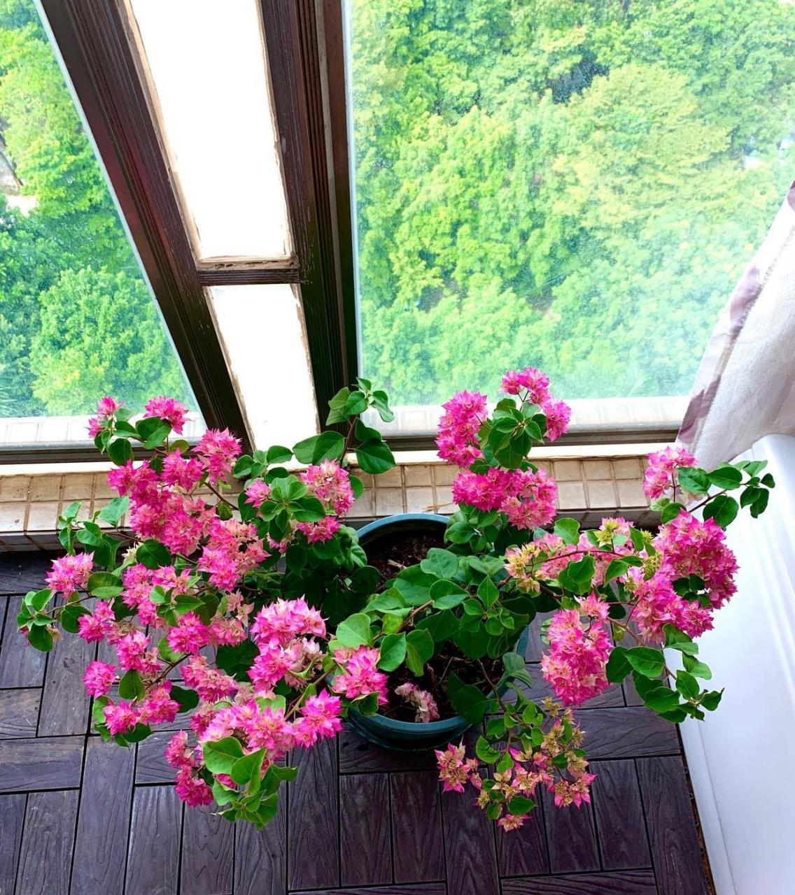 这个品种名叫"怡锦",别名"西施",就是一款非常漂亮的重瓣三角梅,其