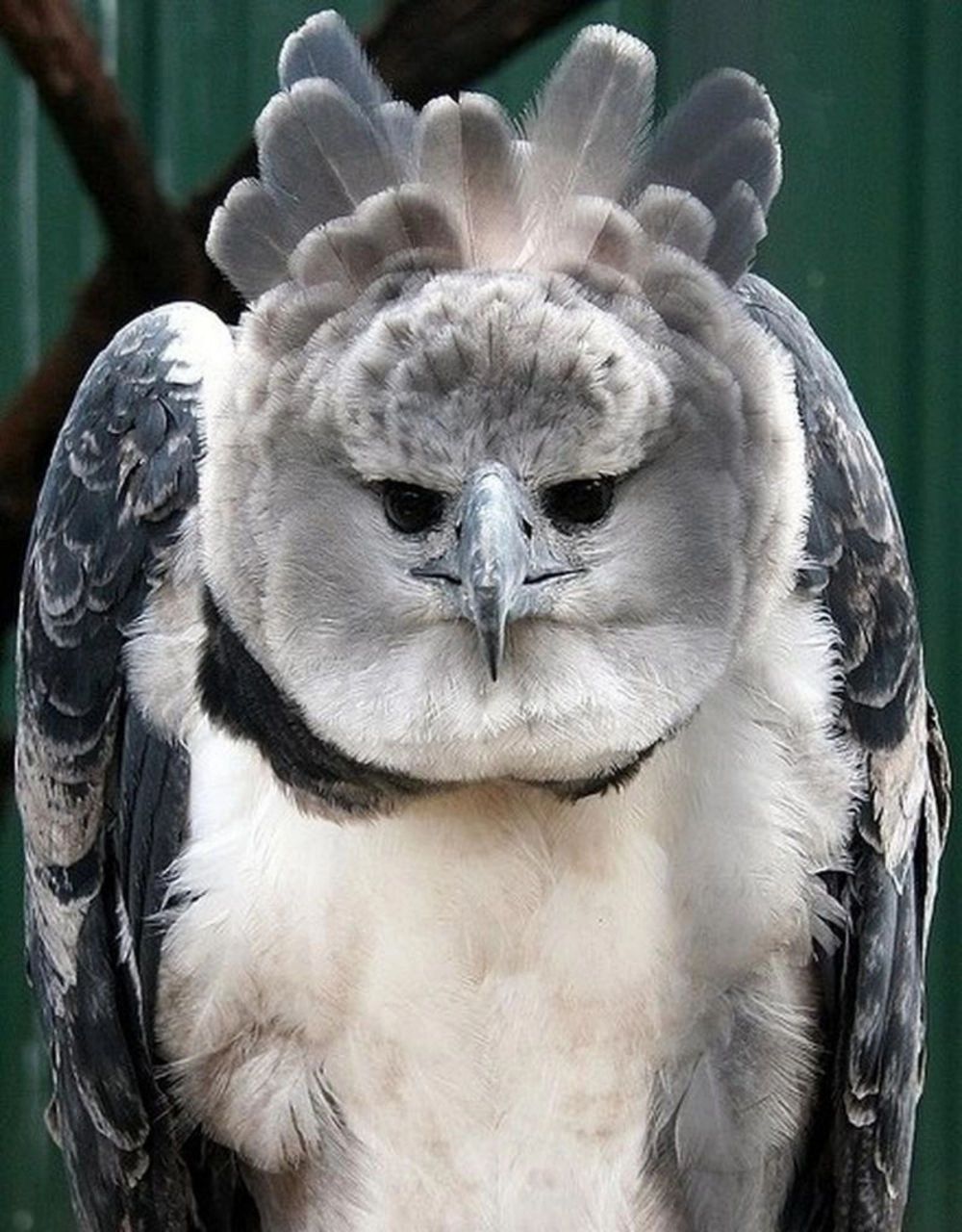 正脸呆萌,侧脸酷帅的雕 有一种鸟,正脸神似大脸猫,侧脸却十分酷帅.