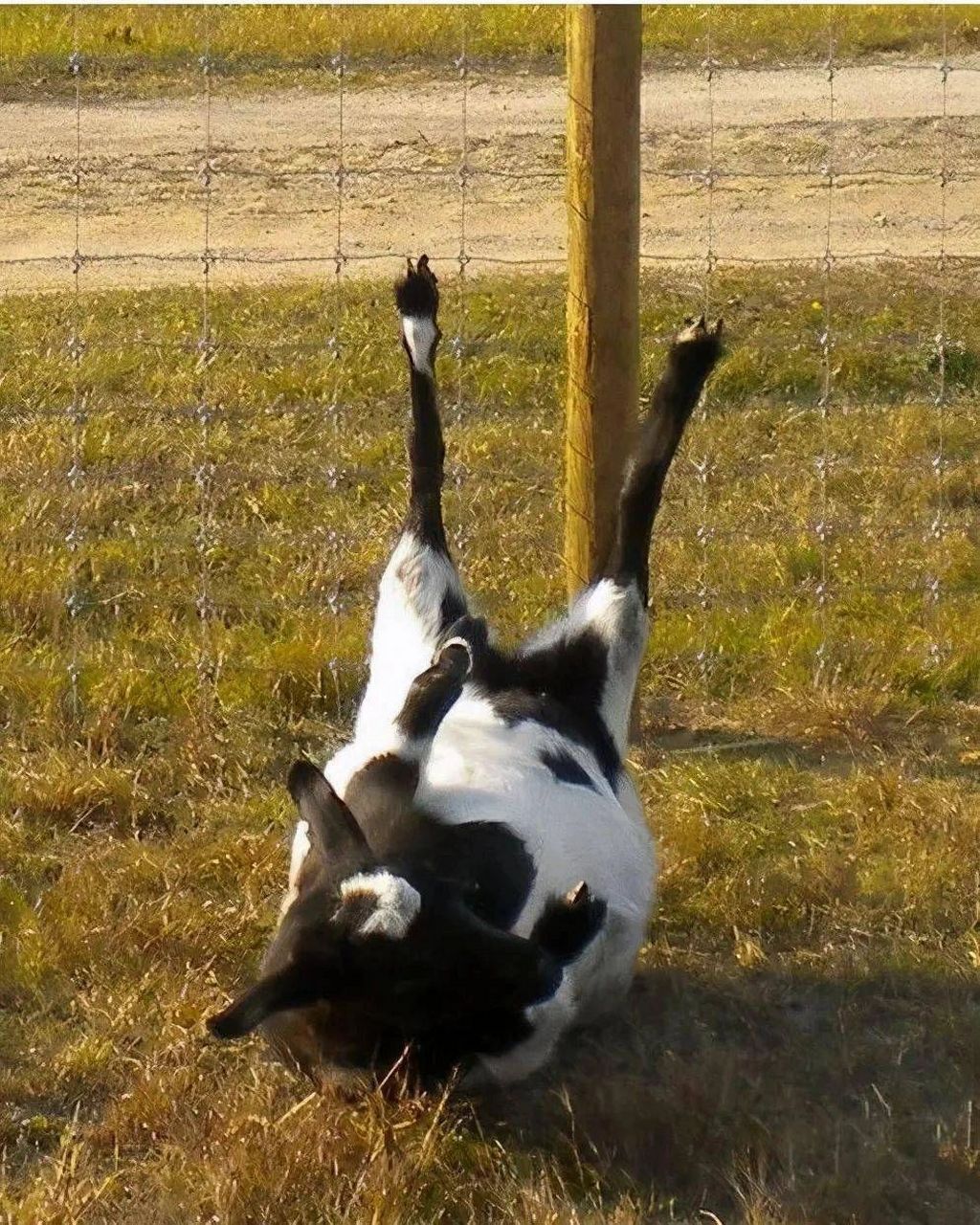 一言不合就晕倒的田纳西羊 田纳西羊 又称"昏倒羊" 是美国田纳西河岸