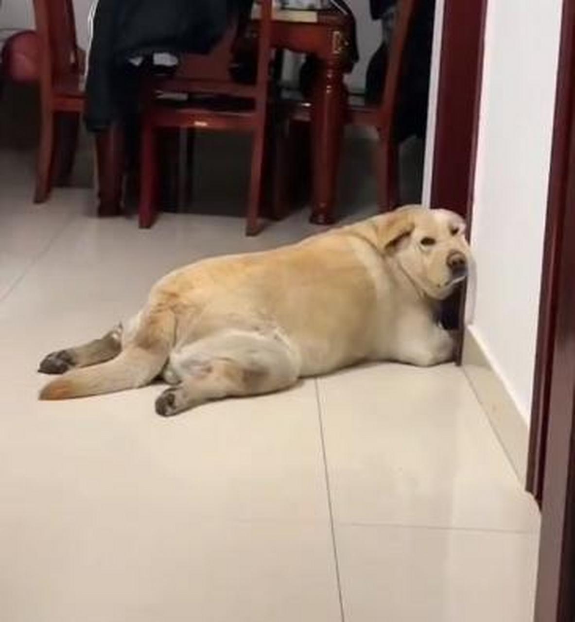 狗:我今天吃得太饱了,动不了