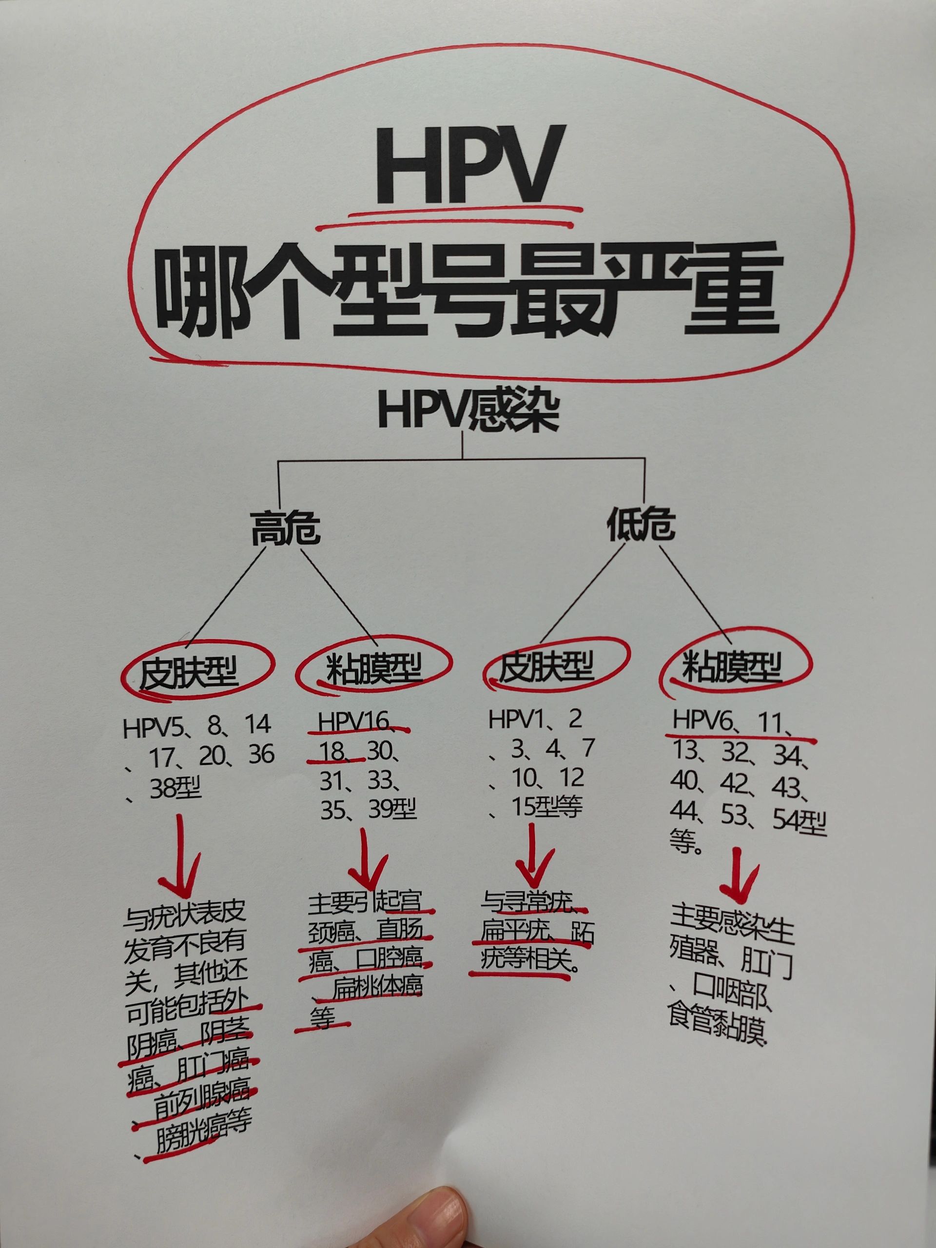 hpv是人乳头瘤病毒,只感染人类.