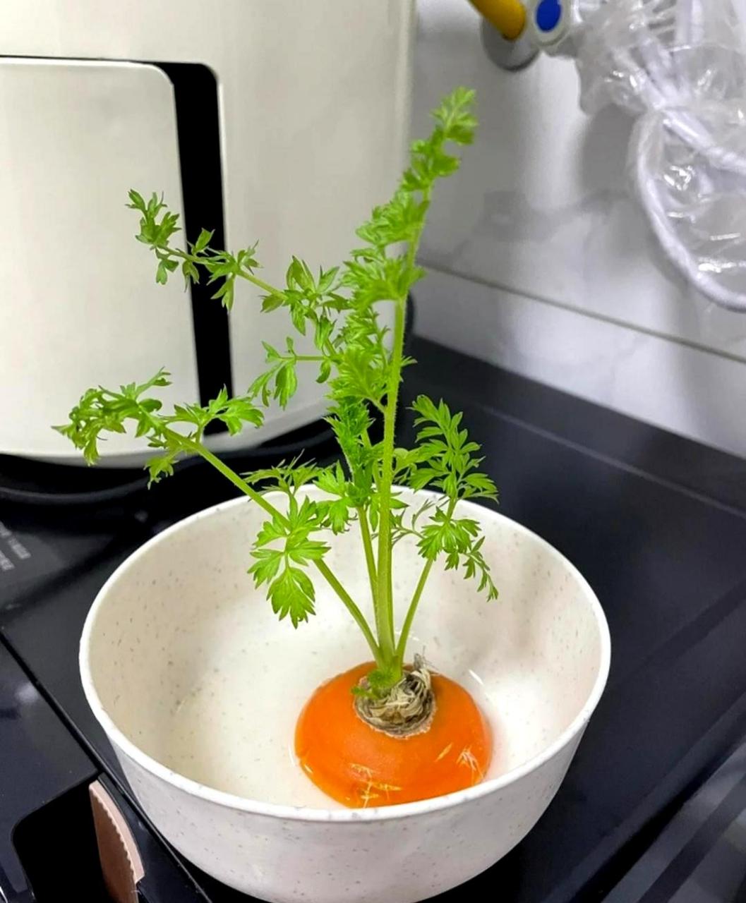 胡萝卜放了两天竟然发芽了,如果继续生长,会不会长出新的胡萝卜呢?