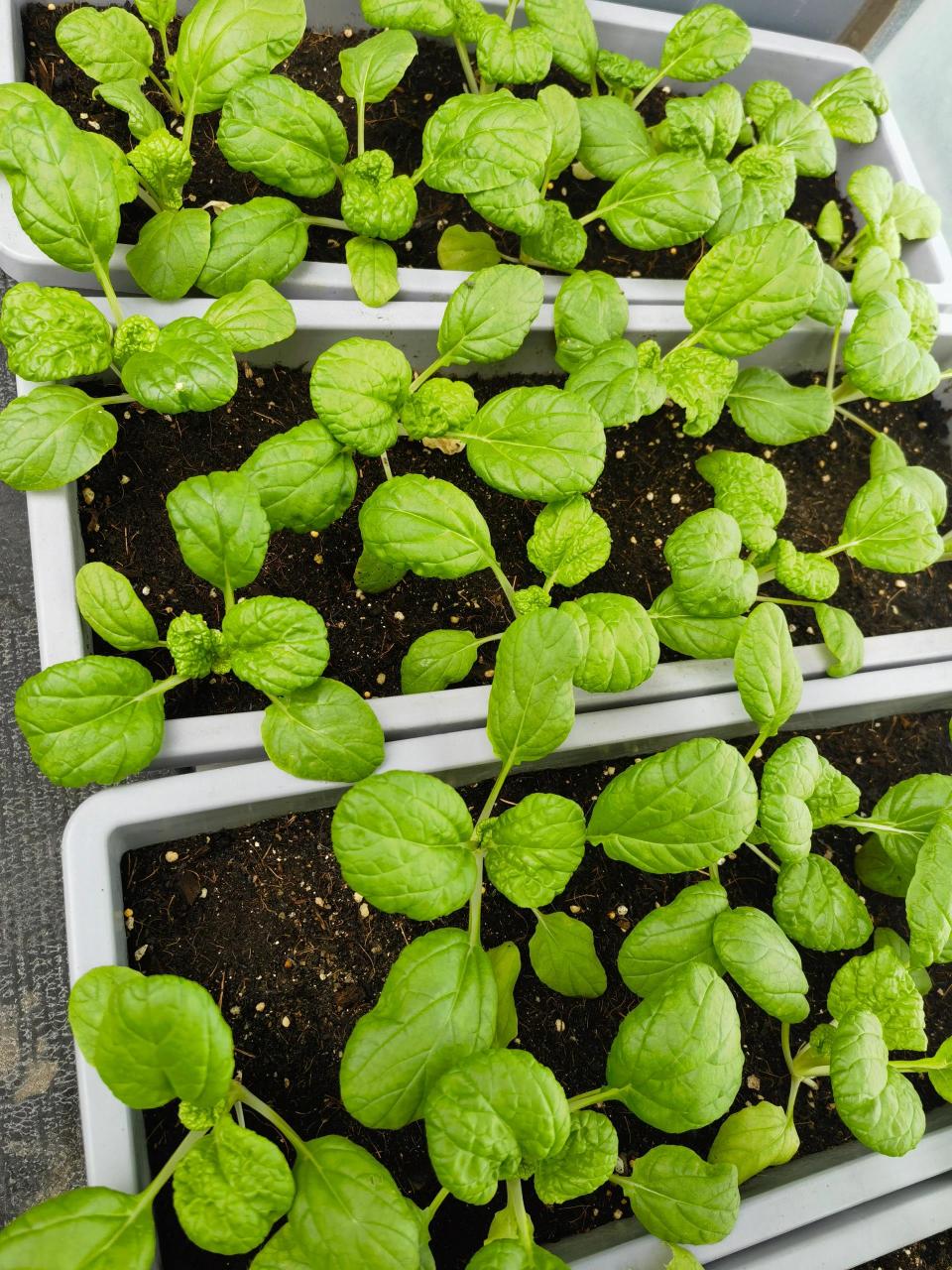 盆栽种的乌塌菜,长得太嫩了,我简直不舍得采摘.