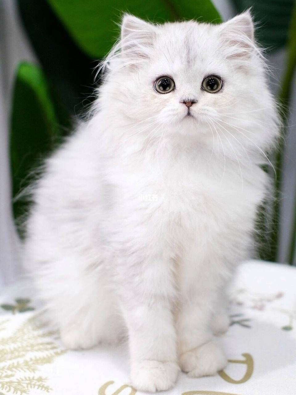 金吉拉猫是一种珍贵的猫咪品种,以其独特的外观和性格特点而广受喜爱.