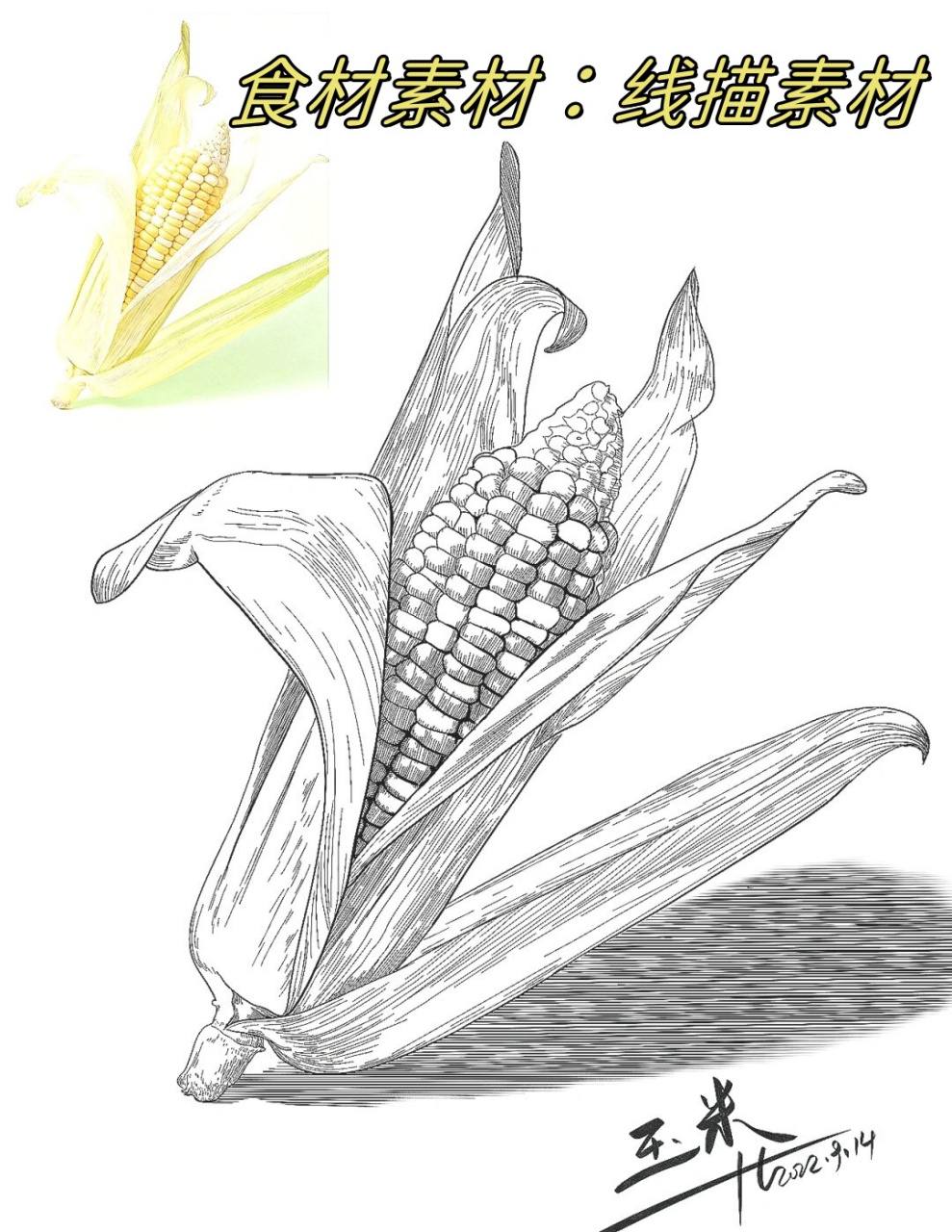 玉米写生:食材素材:线描素材  刚好"玉"见你,为你而"米".