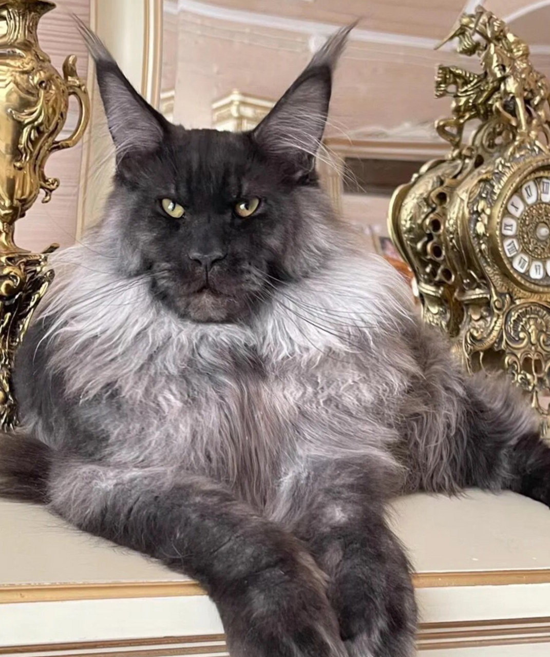 缅因猫的体型是真的大啊