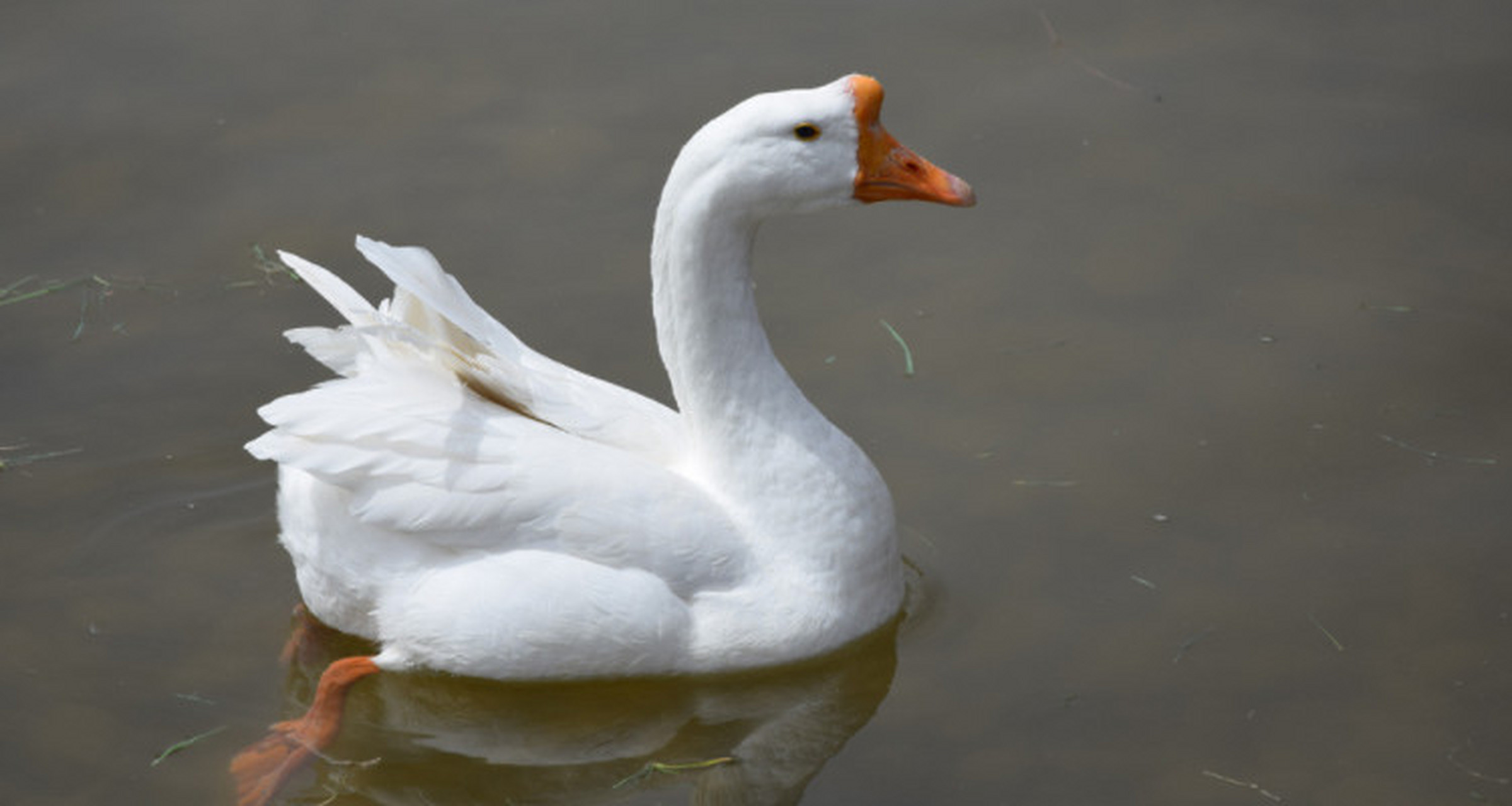 鸭子是常见的家禽之一,长大后如何辨别公母呢?