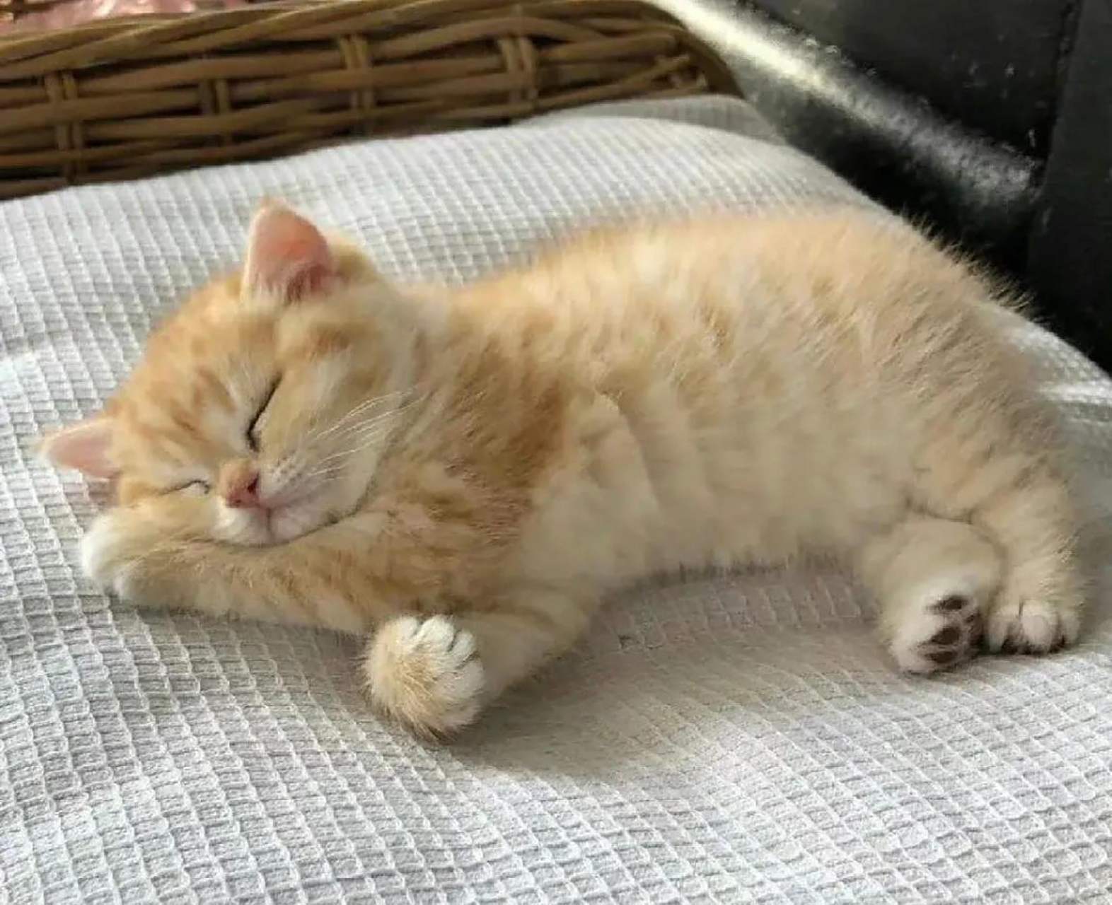 网友:小奶猫枕着自己的小手睡觉,真的好可爱呀! #娱乐最前沿