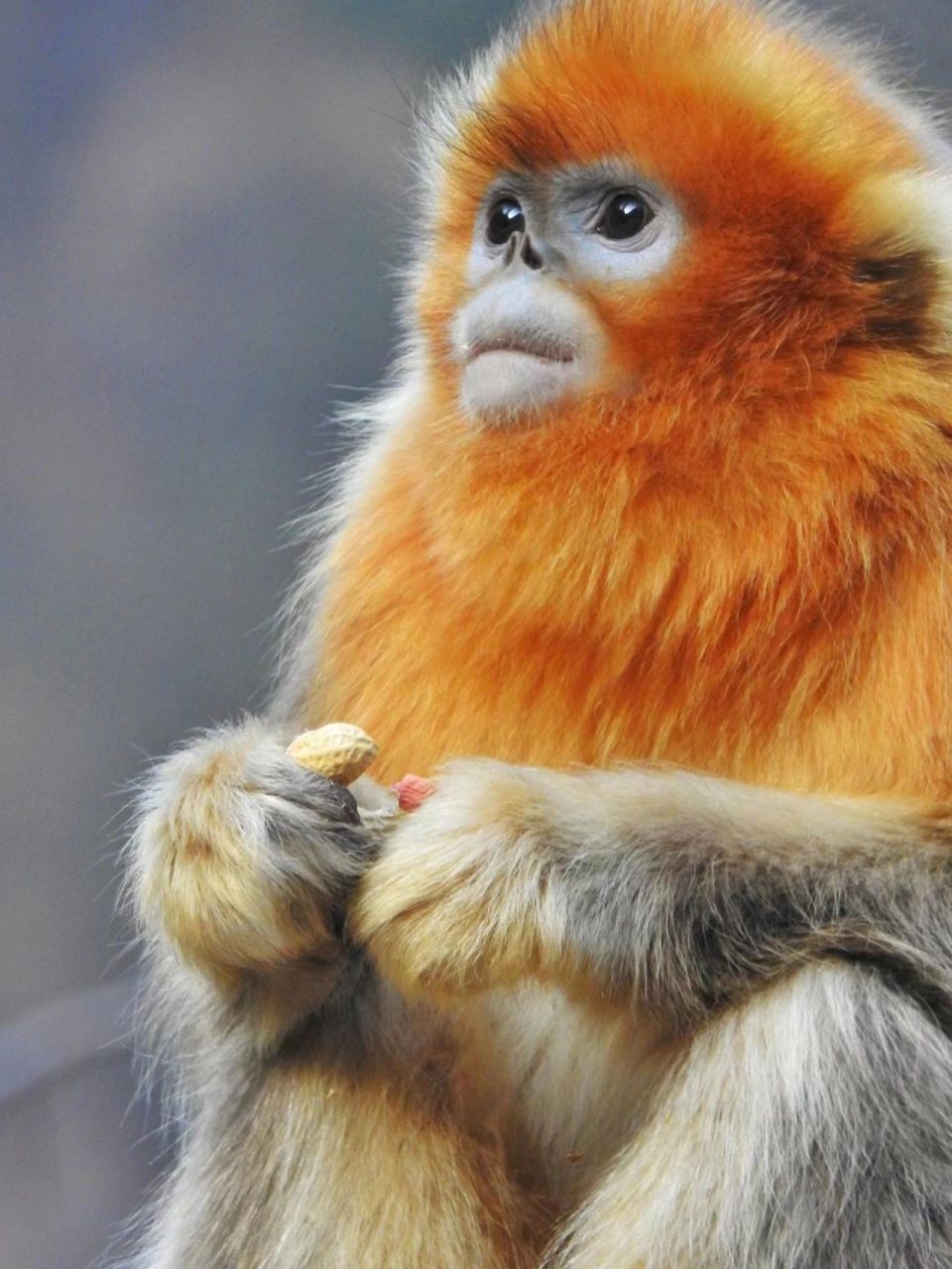 金丝猴——同样是猴子,为何金丝猴如此可爱 金丝猴97(拉丁学名