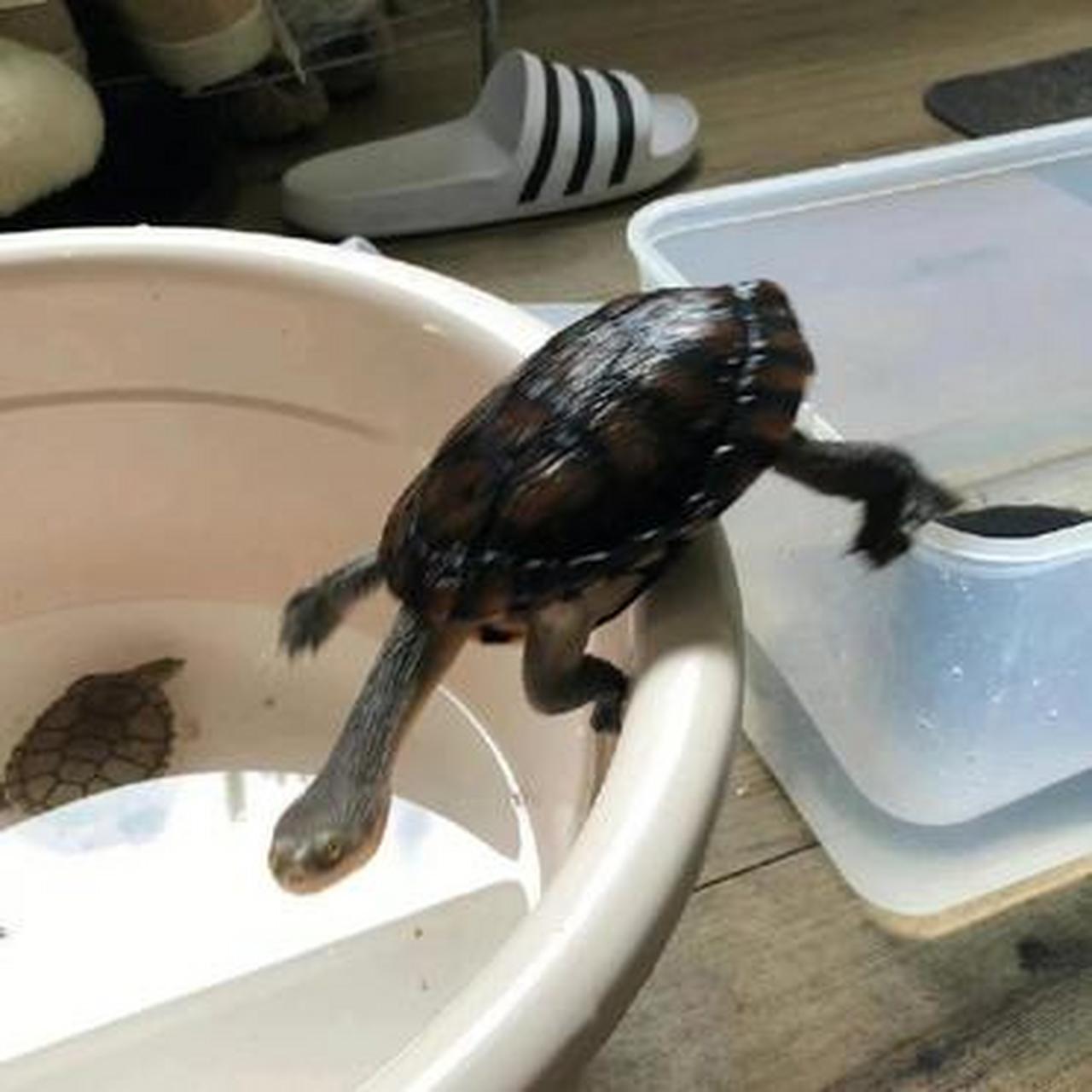 你这乌龟什么表情