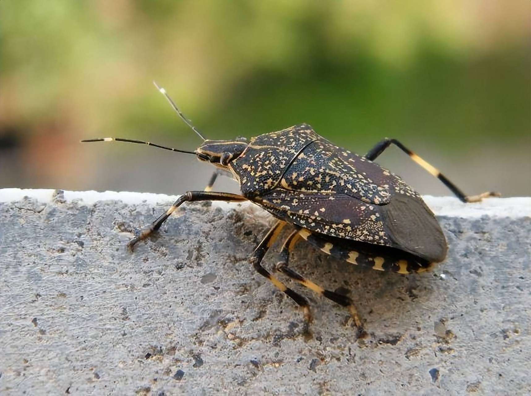 南方多地出现大量臭屁虫,进门入室臭不可闻!这种虫还能吃?