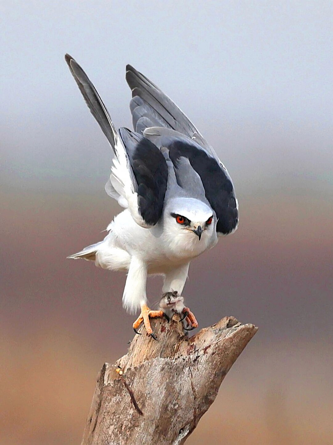 每天认识一种有趣动物