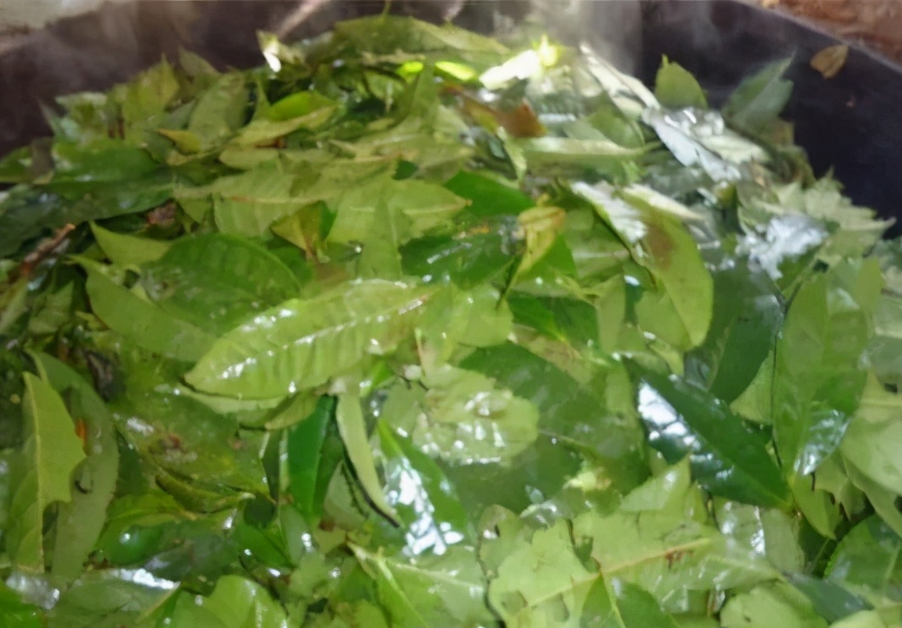 茶叶埋着喝的布朗族酸茶#地方茶俗 酸茶是布朗人视为非常贵重的