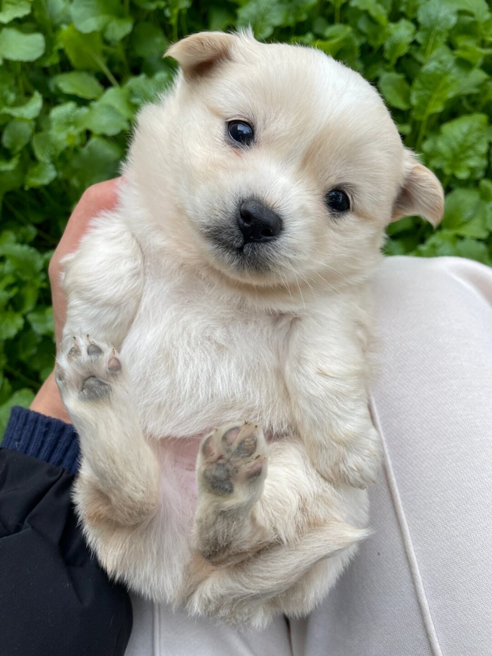 奶呼呼的修狗  你好呀,可爱的小奶狗!