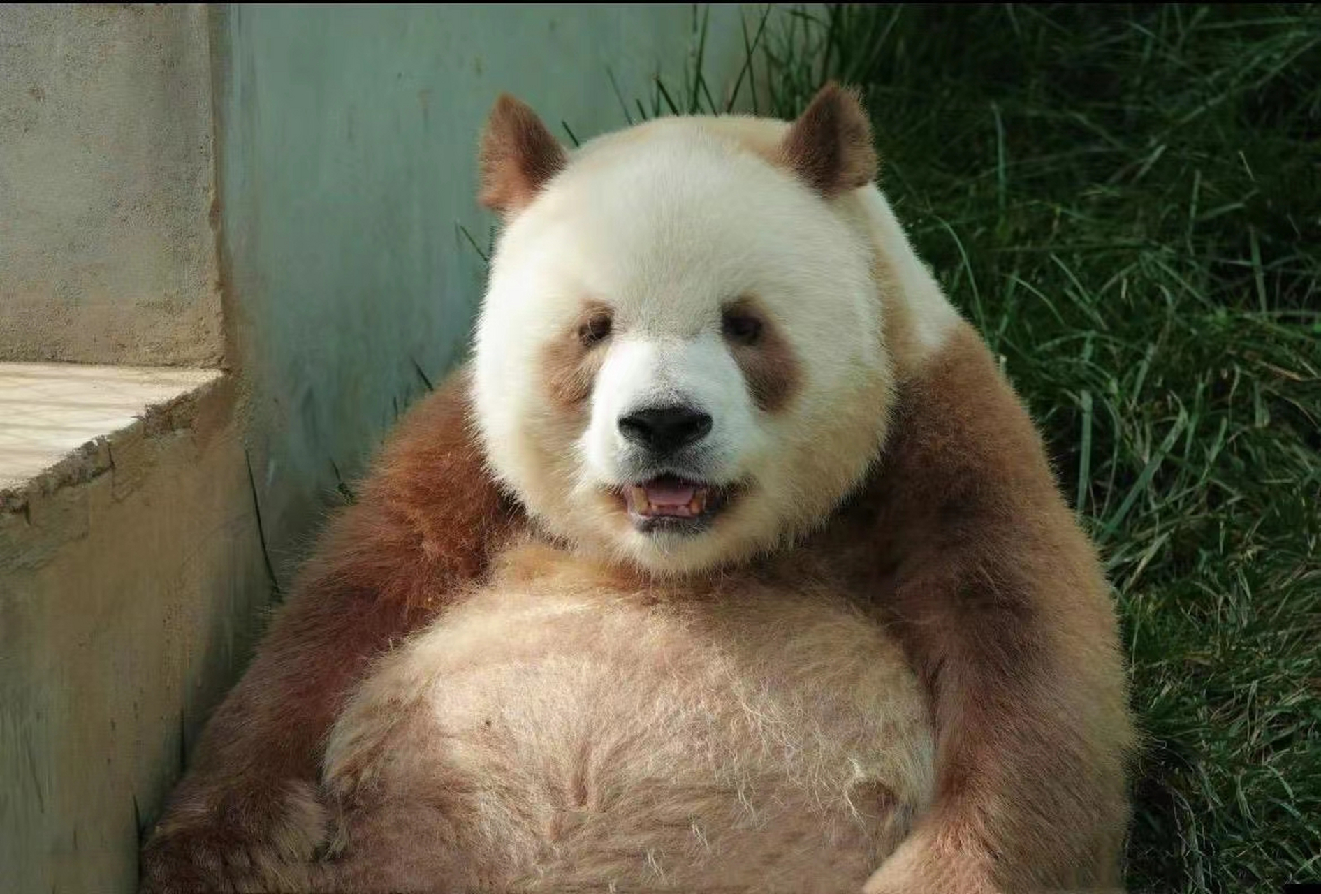 大熊猫七仔是一只非常可爱的大熊猫,它生活在中国四川省的成都大熊猫