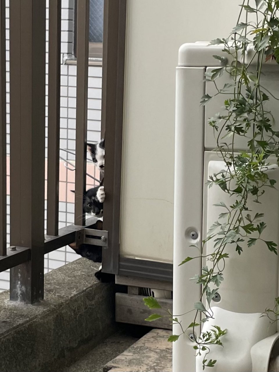 推特上分享一系列照片,表示隔壁家养的几只猫猫最近喜欢把头伸出阳台