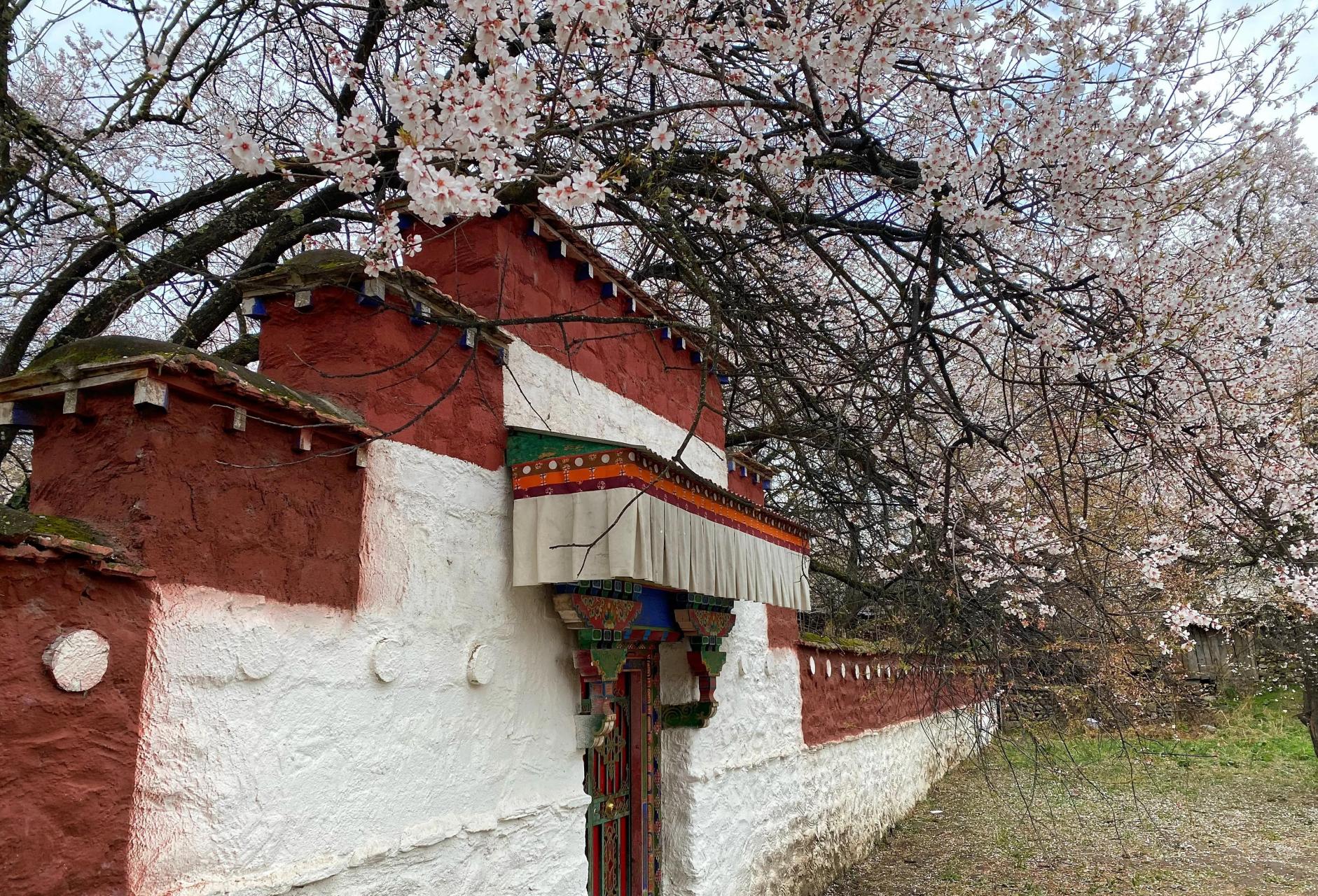 西藏# #林芝# #波密县# 倾多寺—倾多强巴林寺:距波密县城40公里登沣