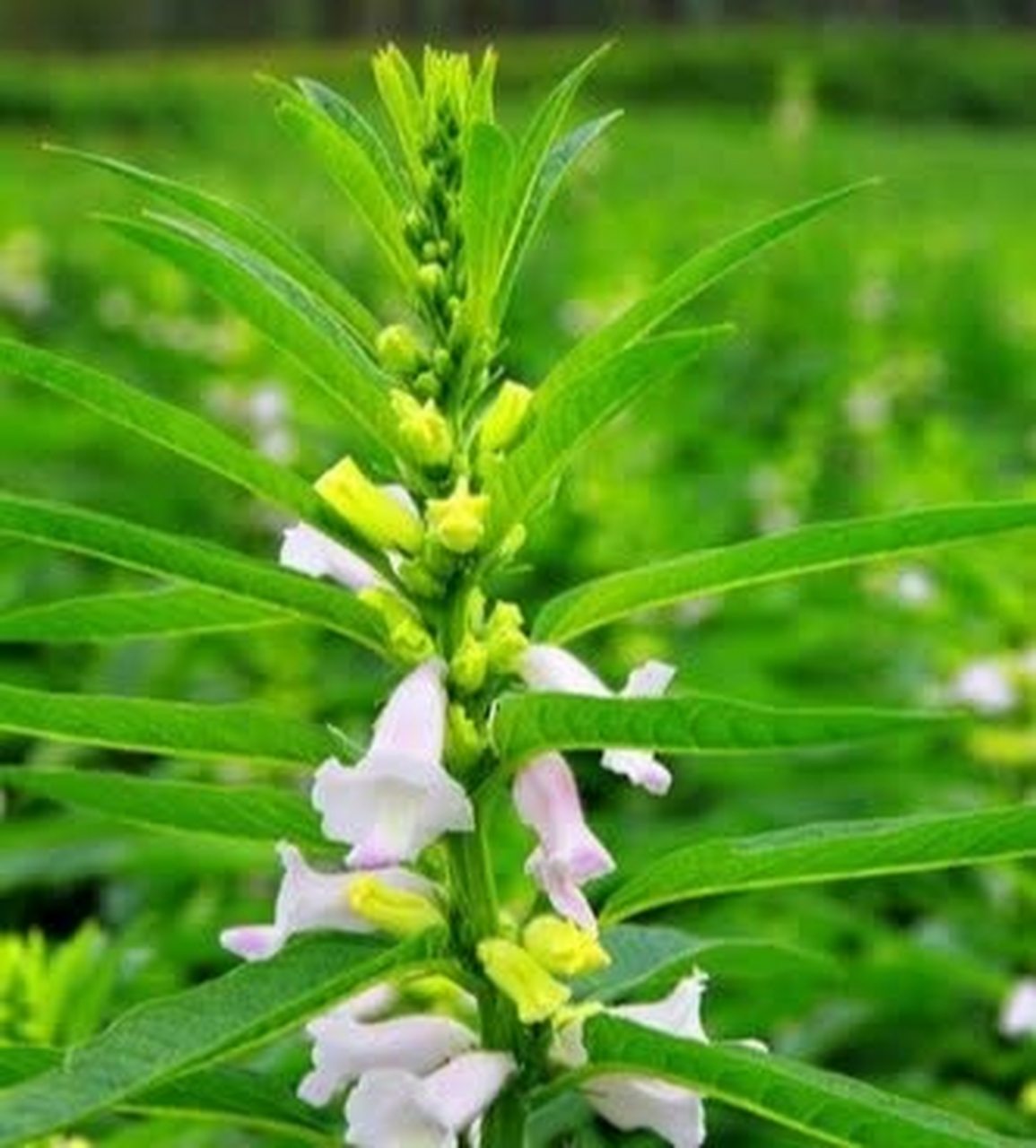 俗话说,芝麻开花节节高