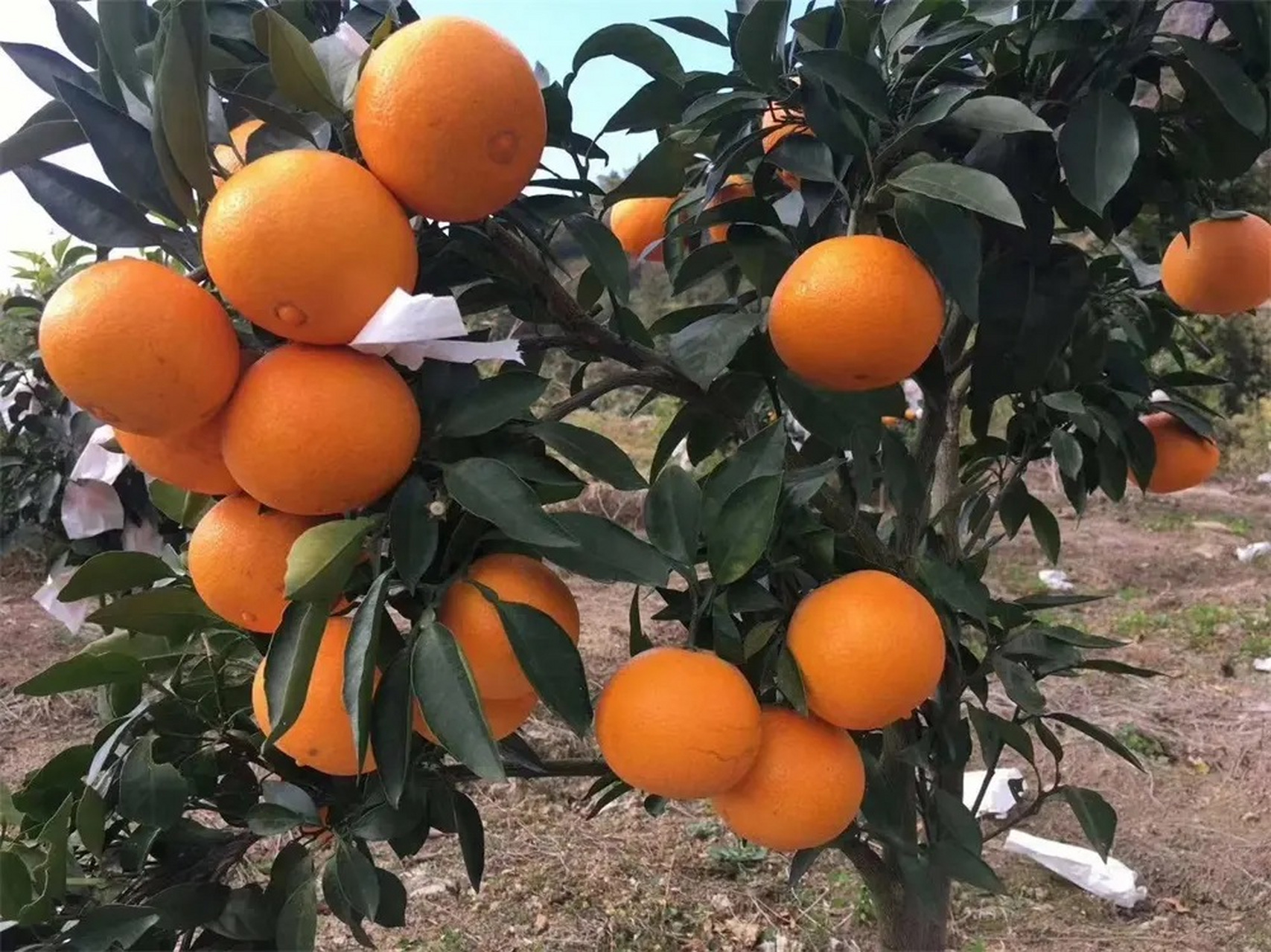 【品种特点】黄美人是一个晚熟柑橘品种,单果重量在200g,成熟期在1