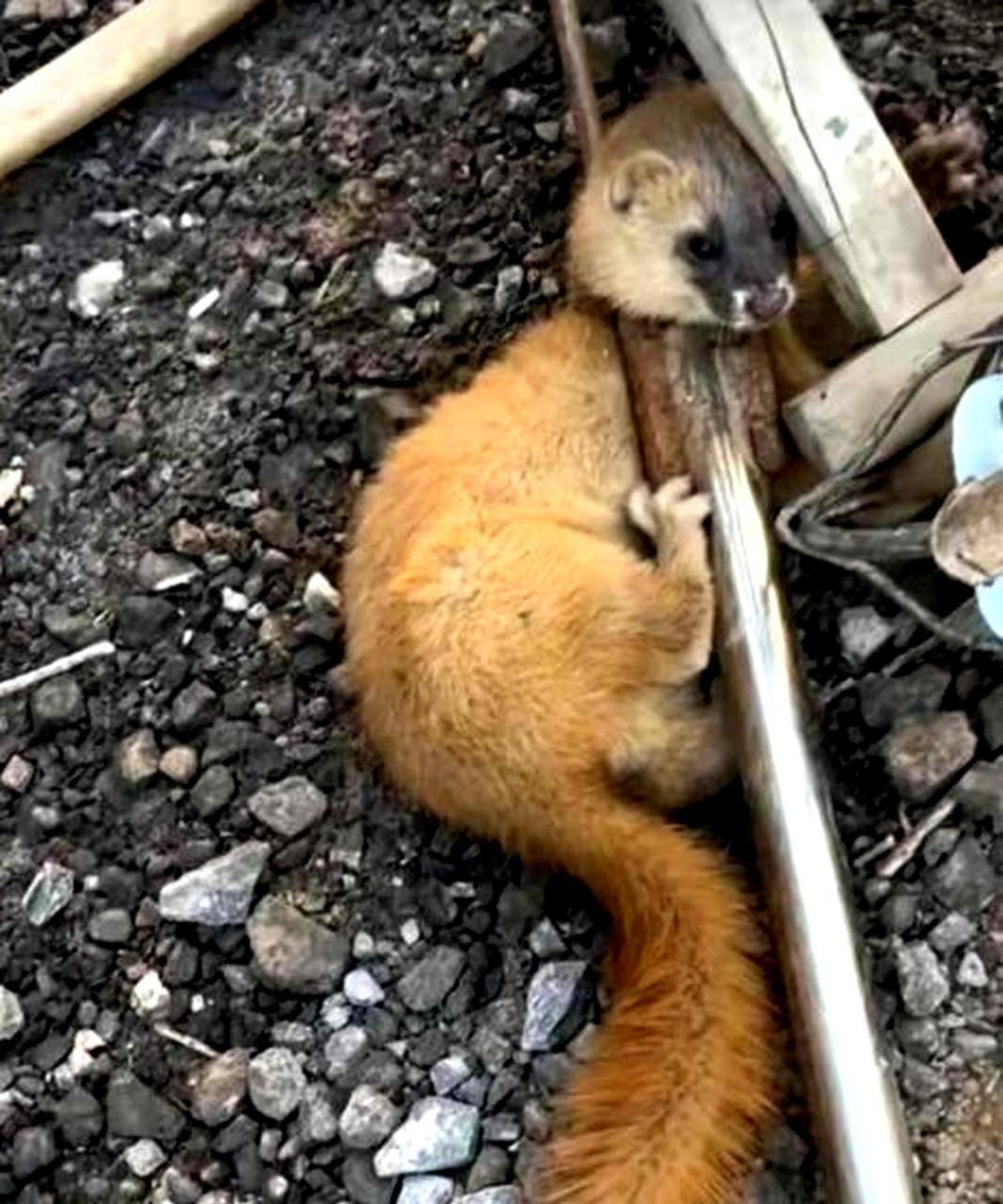 请放过黄鼠狼大仙,它虽然吃老鼠,但在野外算是益兽,让我们给它点食物