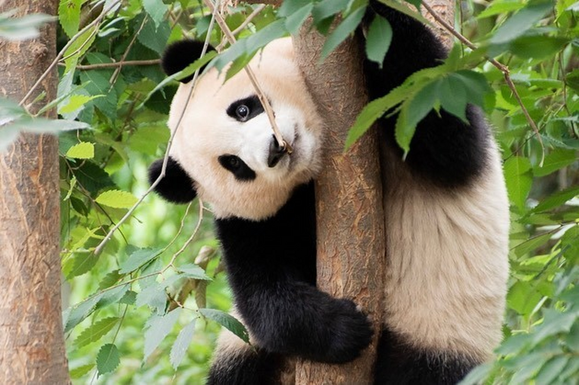 ggang_panda  #大熊猫福宝#  #大熊猫#  #熊猫